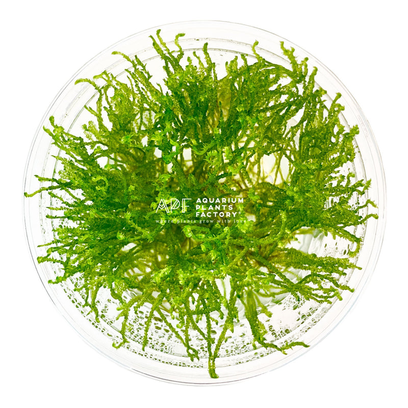 Taxiphyllum Alternans | Taiwan Moss Tissue Culture Aquarium Plants Factory