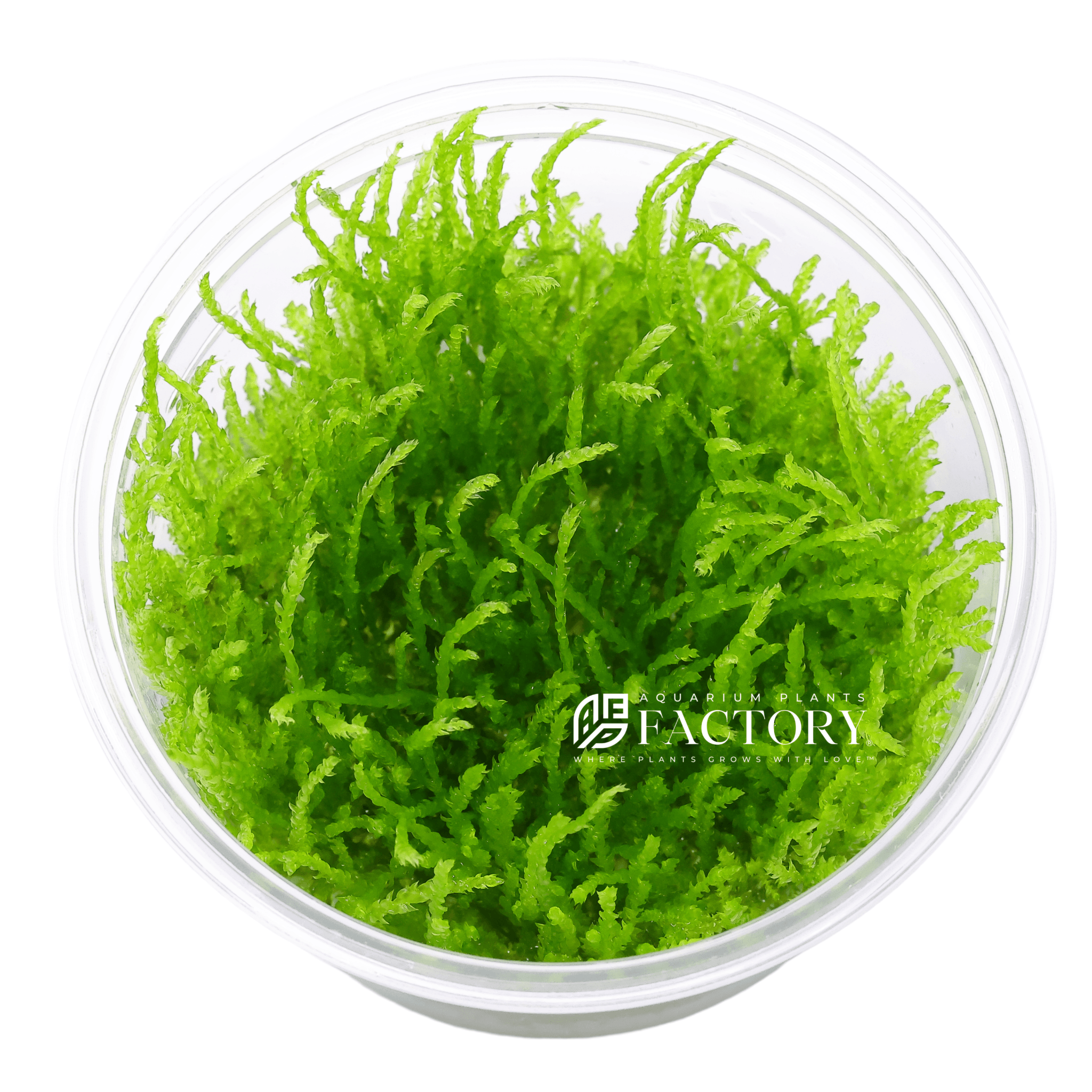 Weeping Moss Tissue Culture