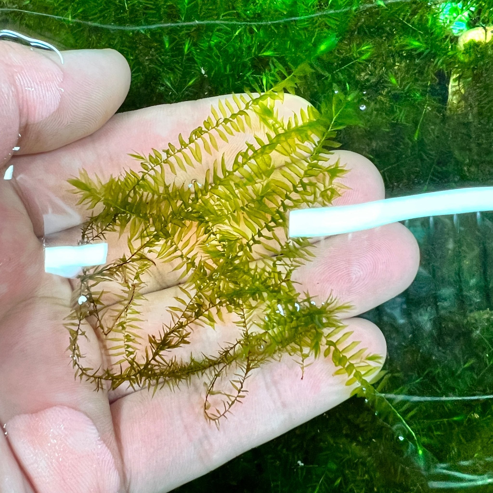 Willow Moss