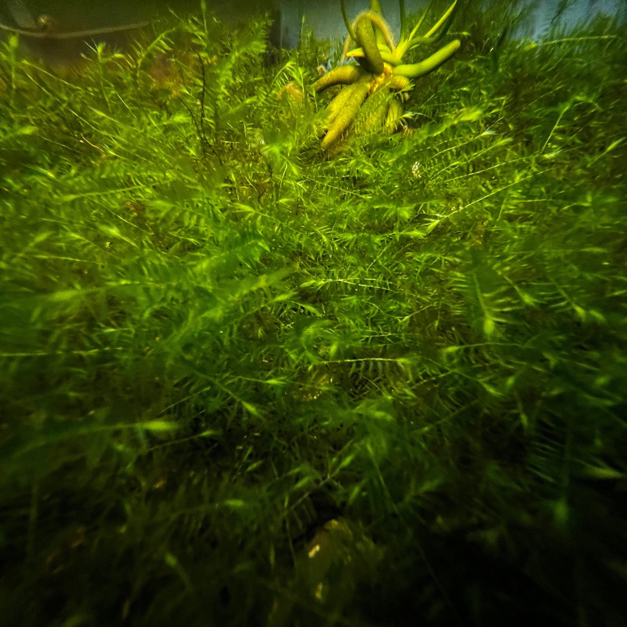 Willow Moss
