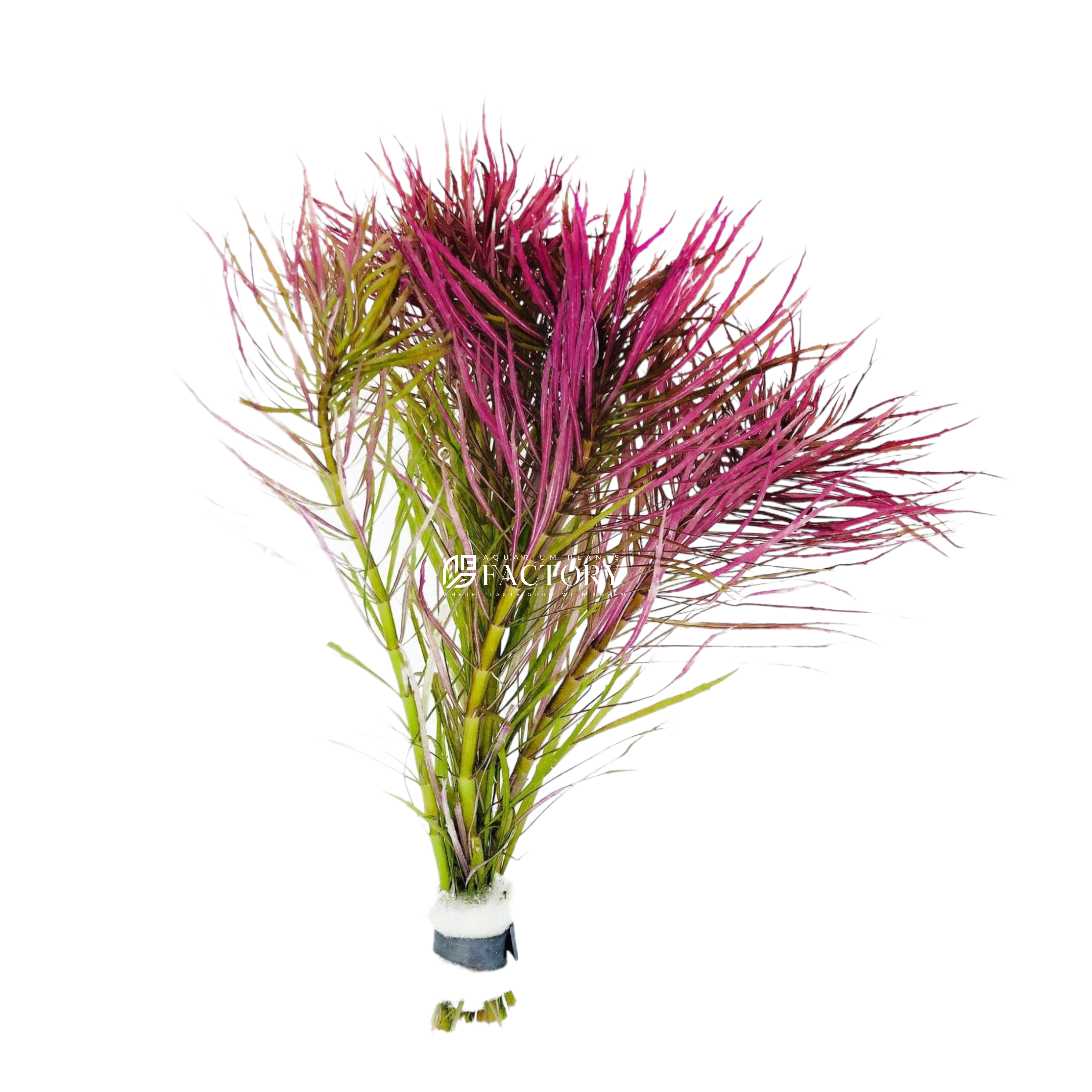 Pogostemon stellatus stem plant with fine starburst-shaped leaves