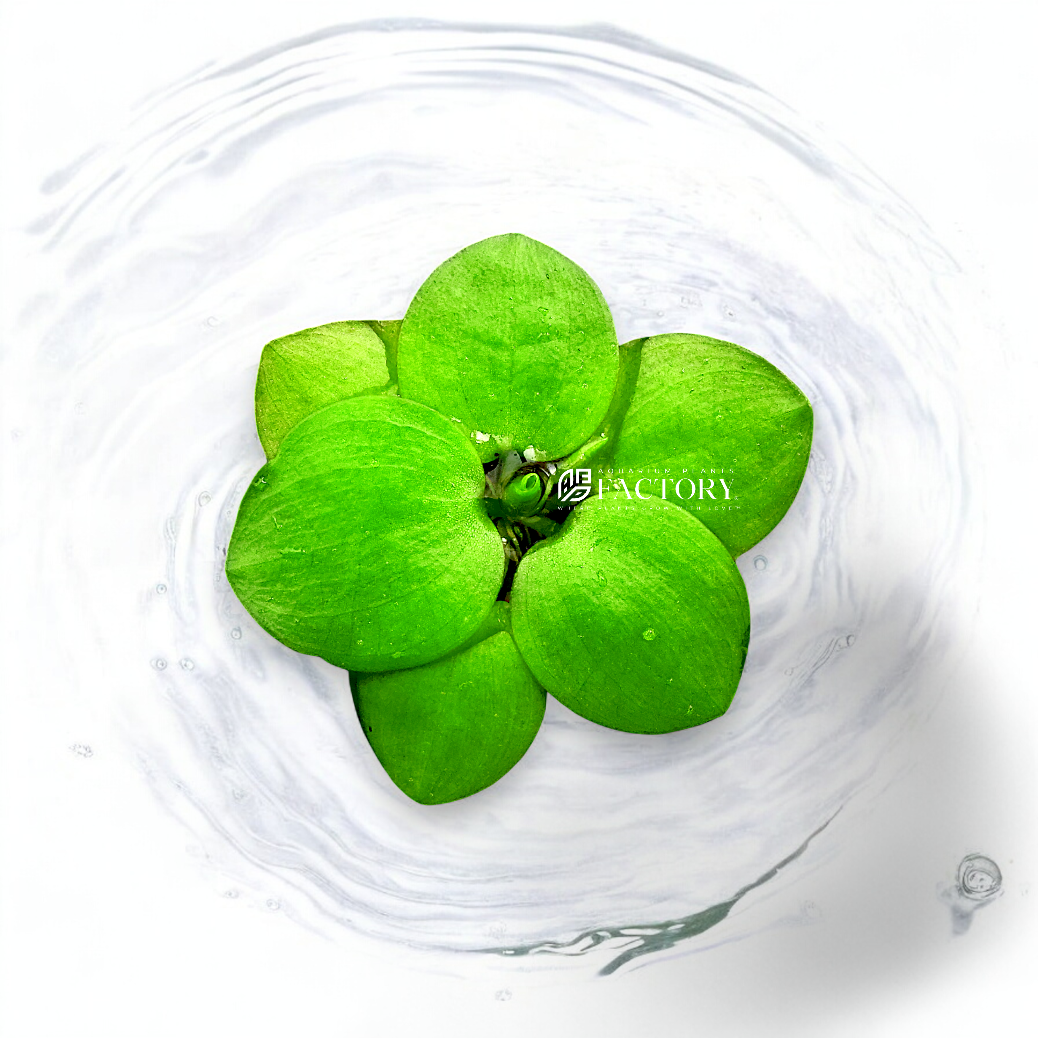 Amazon Frogbit floating plant with round leaves and trailing roots