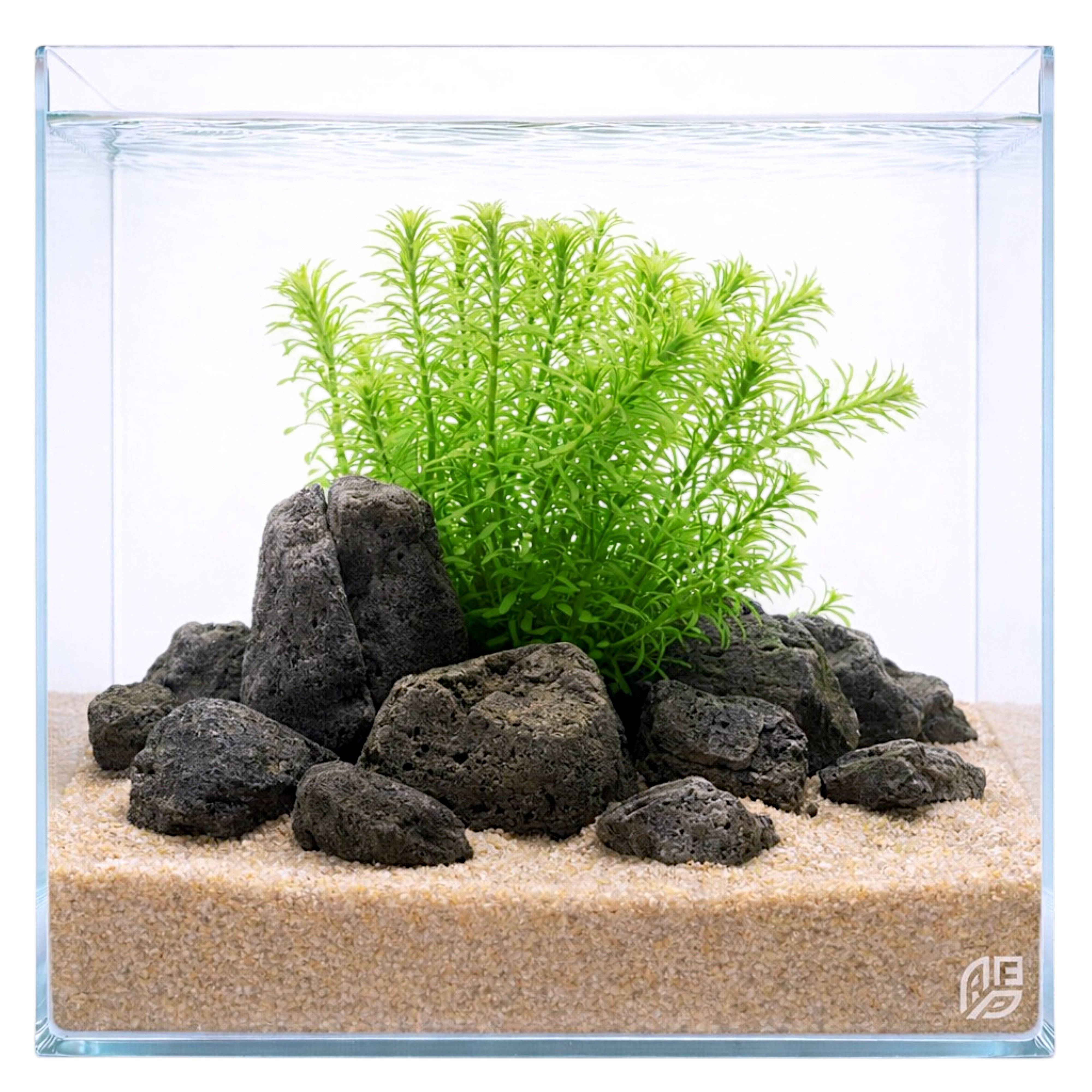 Anacharis Egeria densa growing in a freshwater aquascape