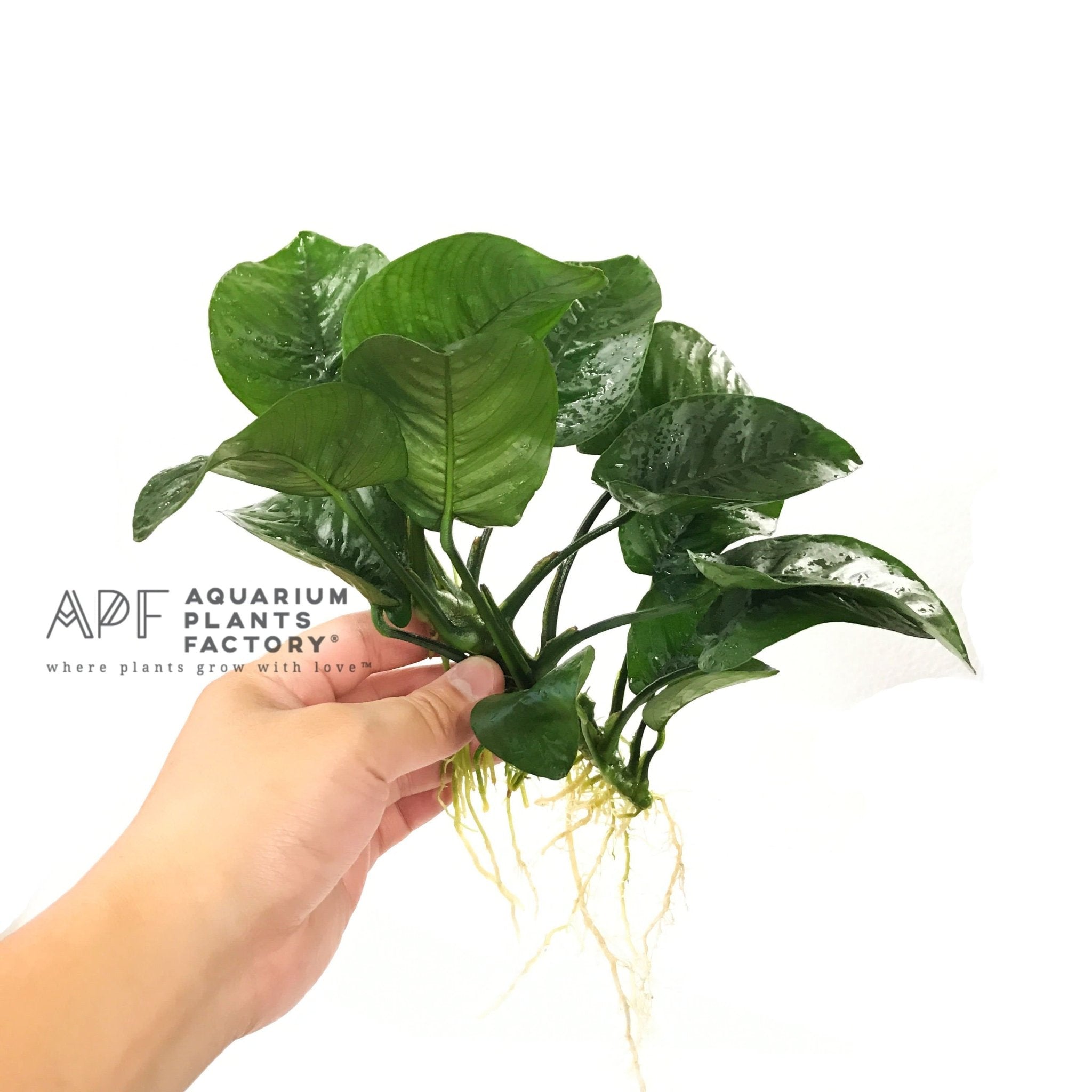 Anubias Butterfly, a hardy plant unaffected by hydra outbreaks