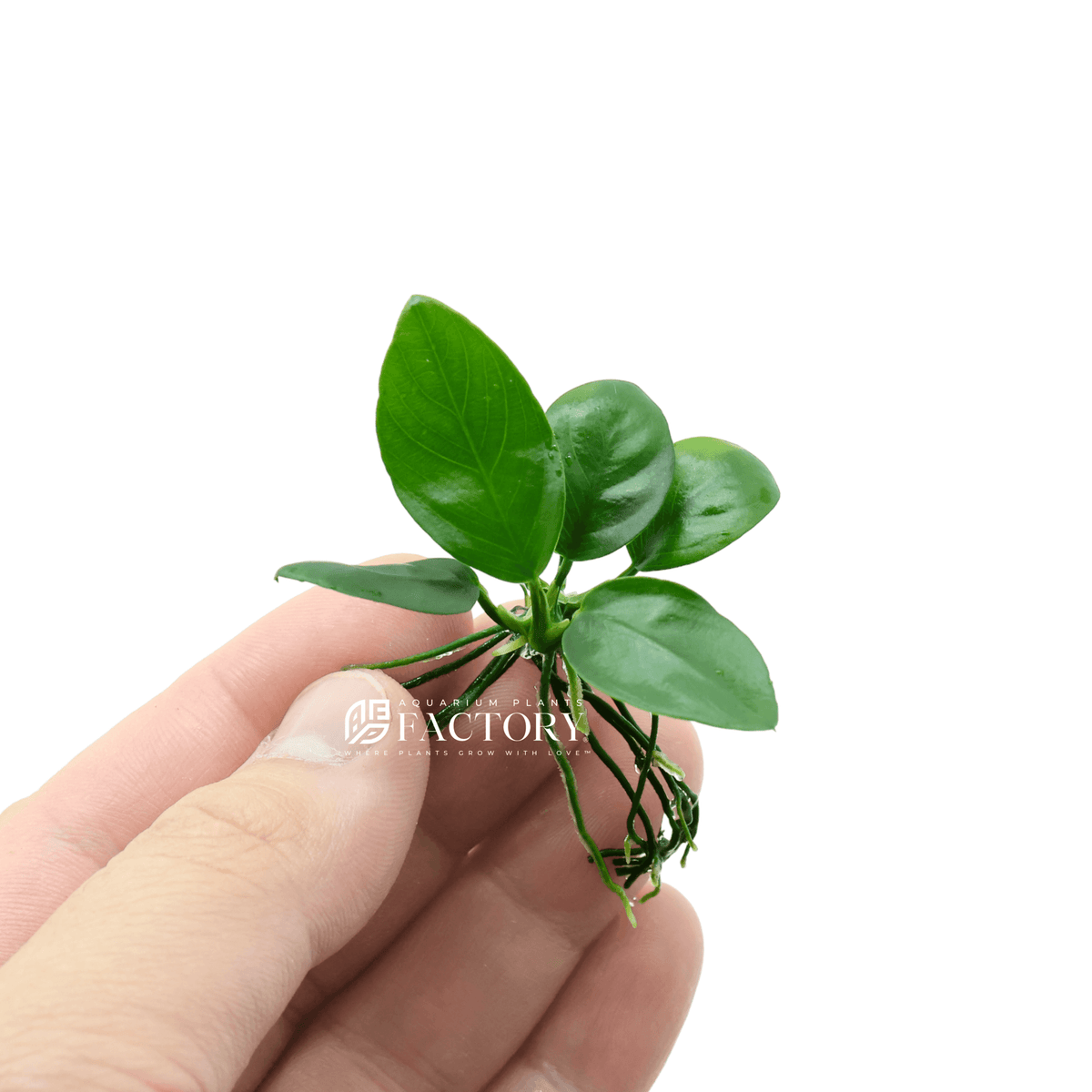 Anubias Nana, an easy beginner aquarium plant