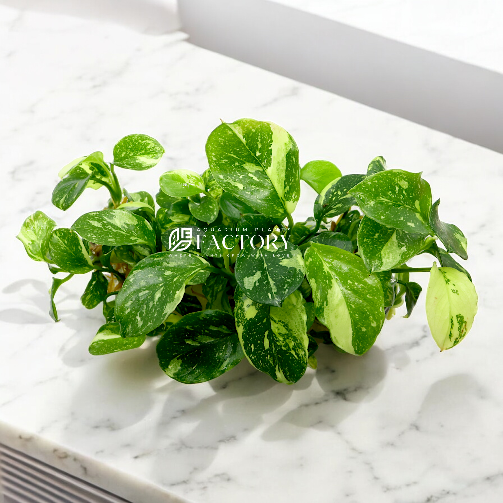 Anubias Panda Marble Care Guide: A Rare Aquatic Gem for Your Aquarium