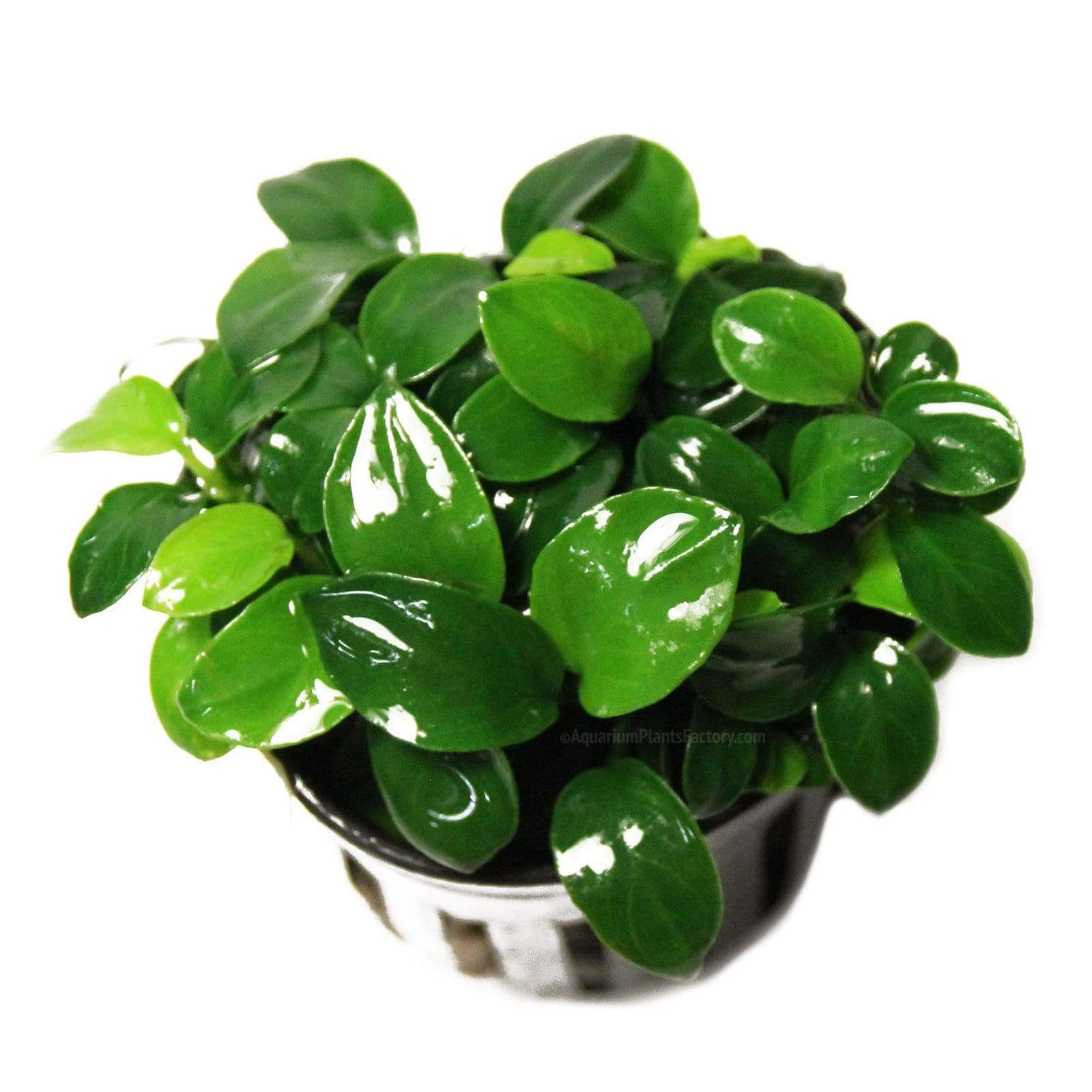 Anubias Petite soft-leaved plant safe for betta fish