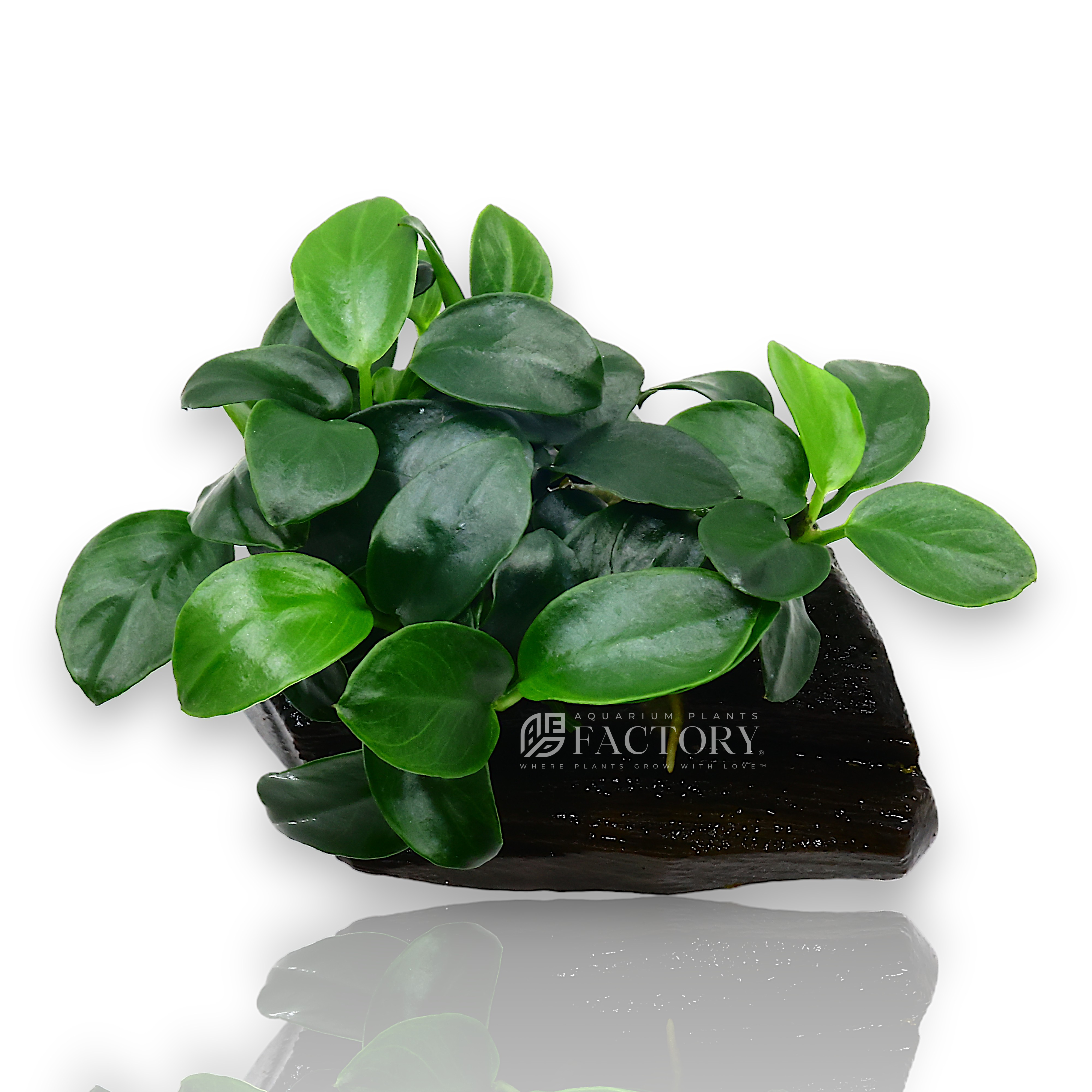 Anubias Petite growing on driftwood in a planted aquarium