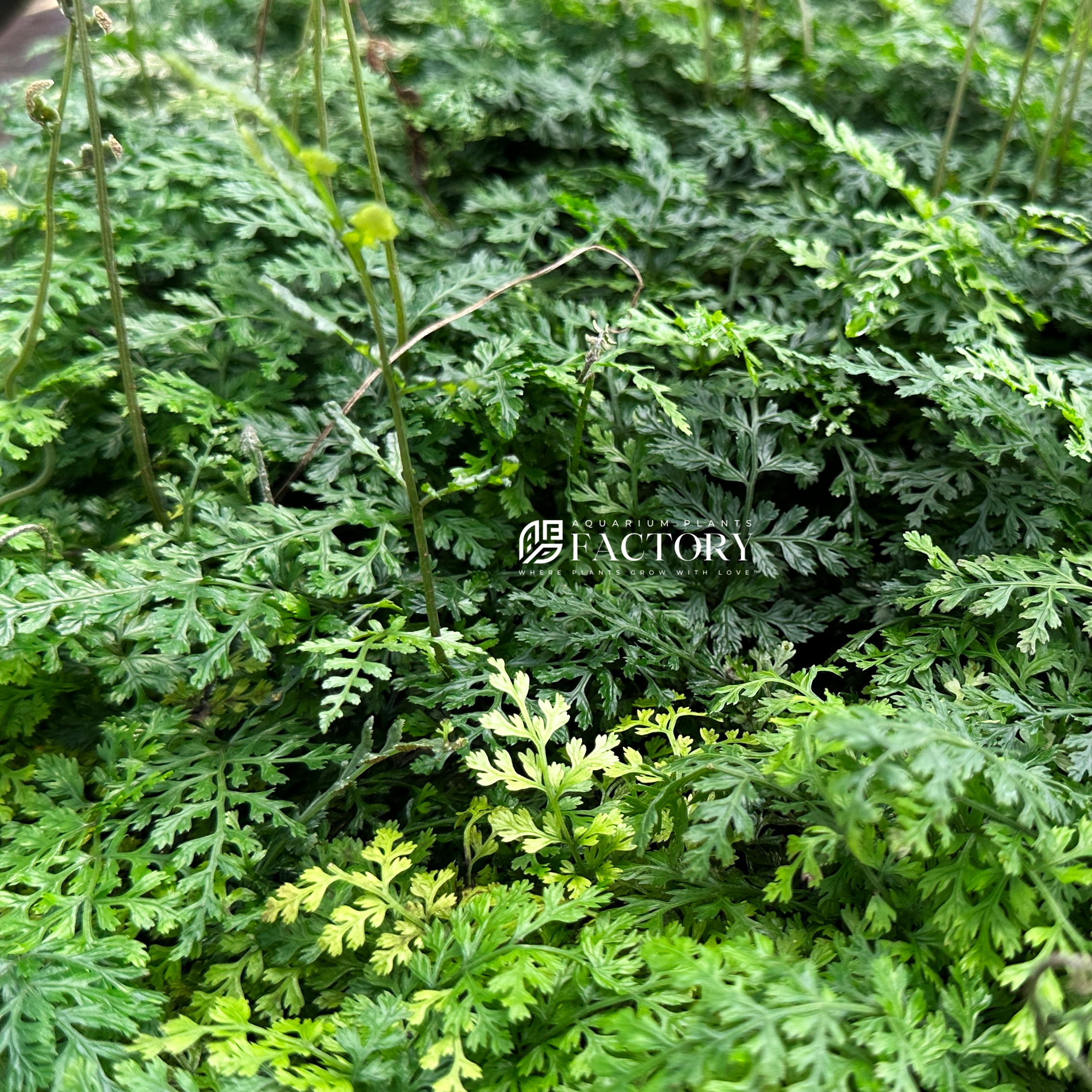 Bolbitis Difformis, a mini fern attached to driftwood