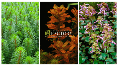 Bringing Home New Aquarium Plants: What to Do After Receiving Them from Aquarium Plants Factory