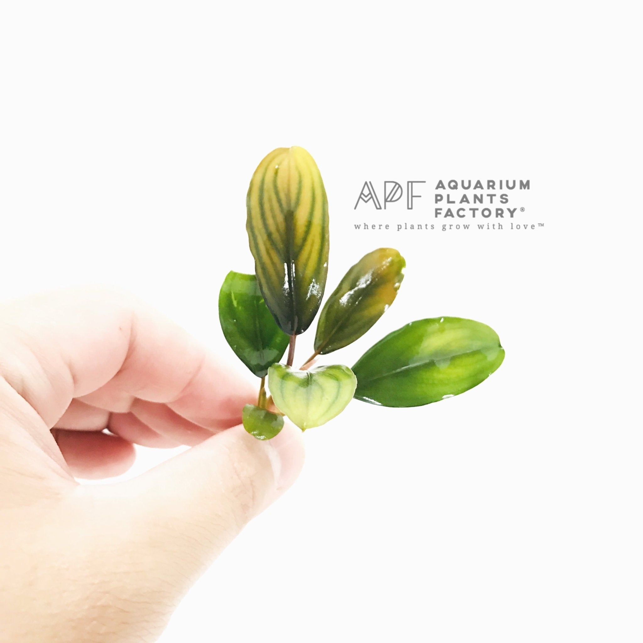 Bucephalandra Giant Broad Leaf bare-root plant ready to attach to hardscape