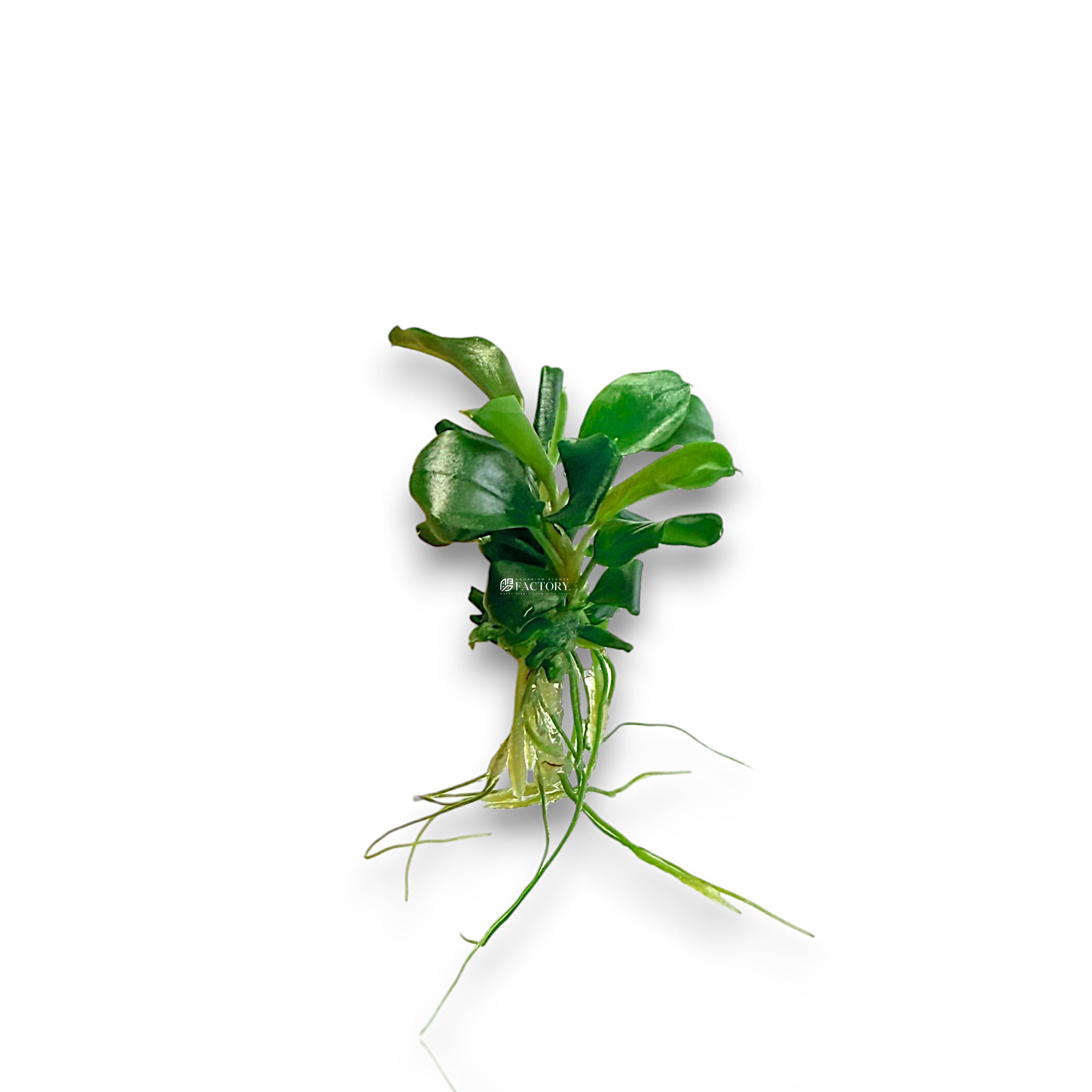 Bucephalandra Green Wavy with rippled leaves attached to hardscape