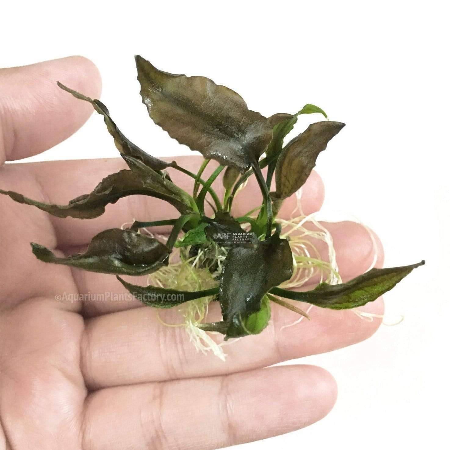 Cryptocoryne wendtii Brown planted in aquarium substrate