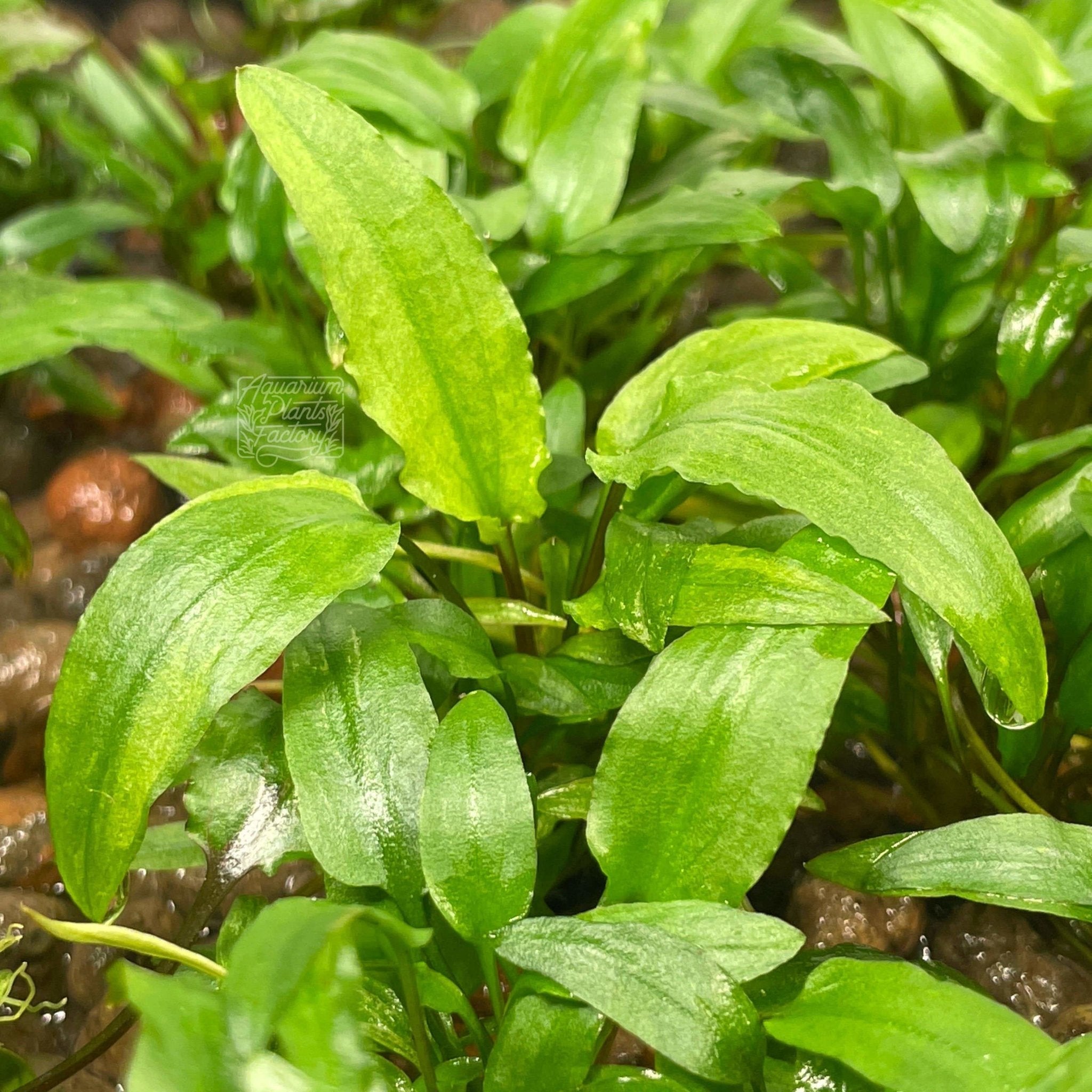 Cryptocoryne Wendtii Green, a hardy plant unaffected by snail grazing