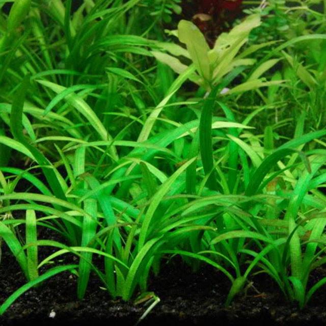 Dwarf Sagittaria Subulata carpeting a freshwater aquarium