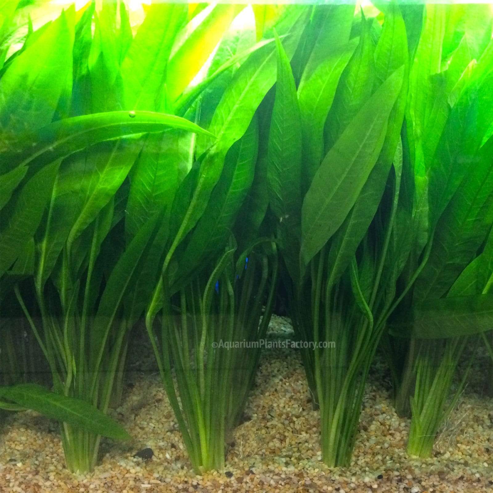 Amazon Sword Echinodorus bleheri planted in a freshwater aquarium