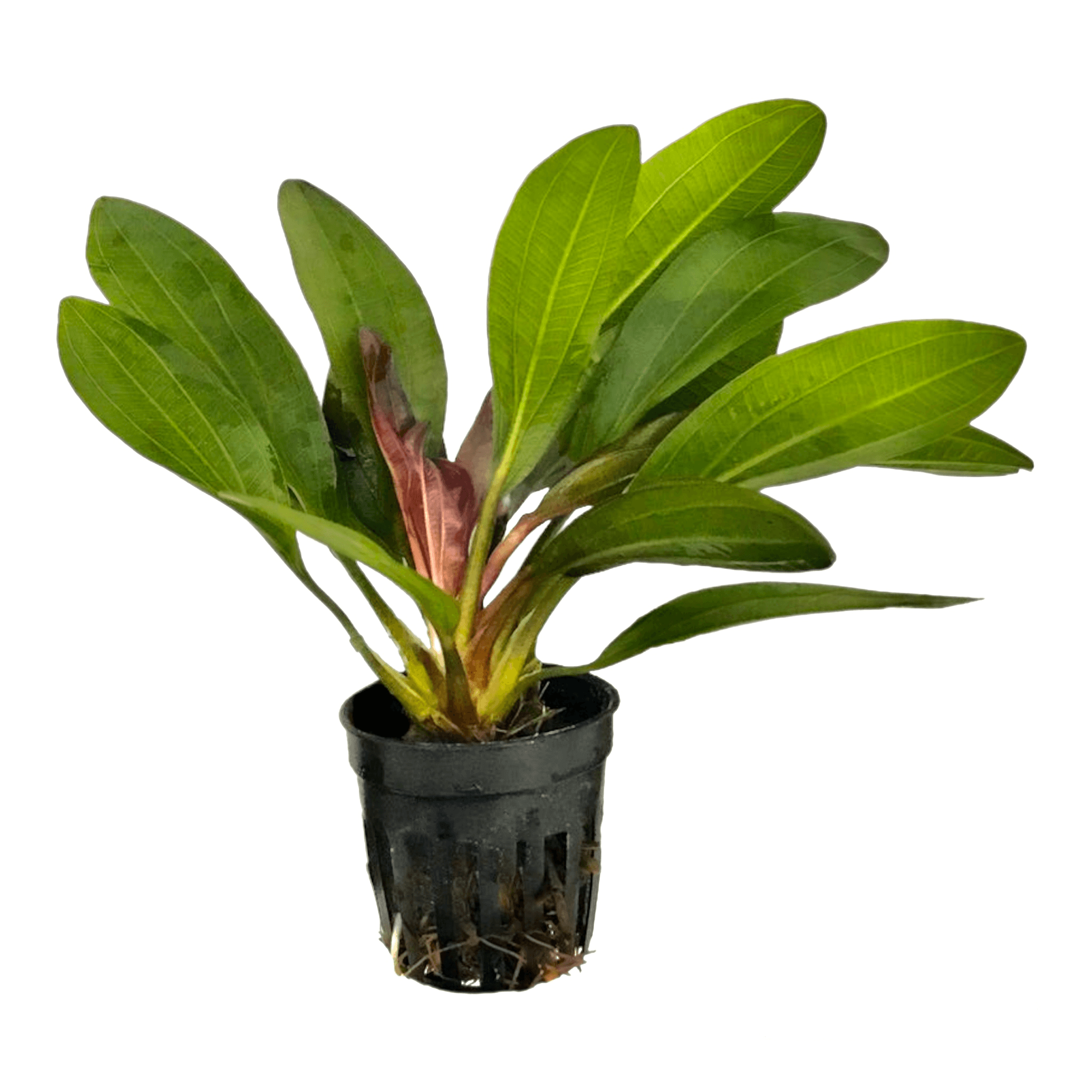 Echinodorus Red Rubin, a heavy root feeder that shows nutrient deficiencies clearly
