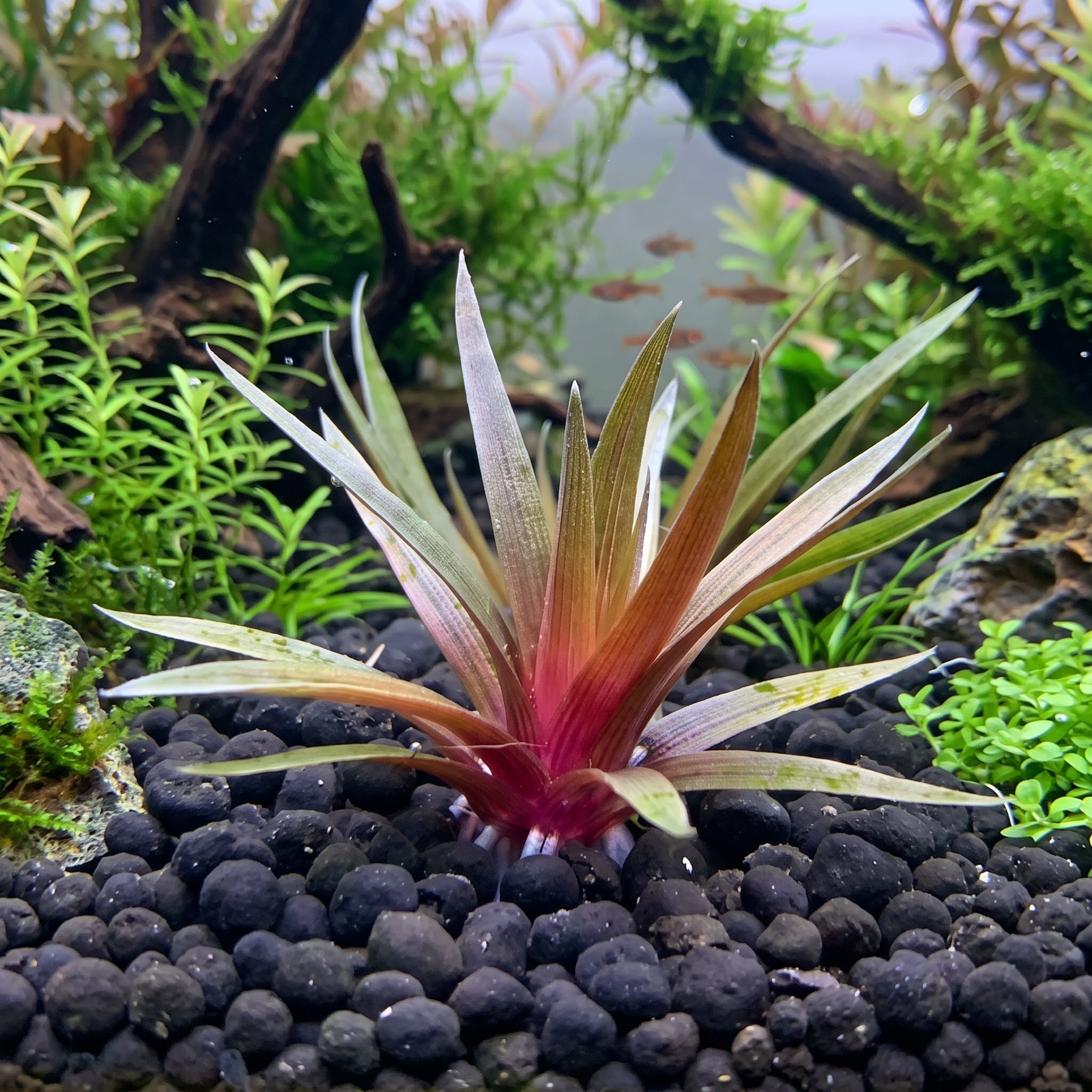Eriocaulon quinquangulare rosette with maroon base and needle-fine green leaves growing in aquasoil