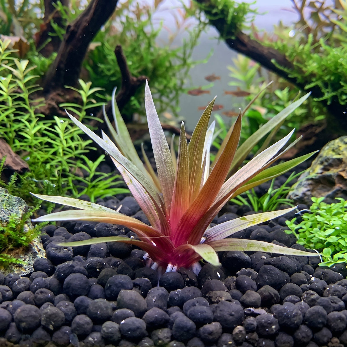 Eriocaulon quinquangulare rosette with maroon base and needle-fine green leaves growing in aquasoil