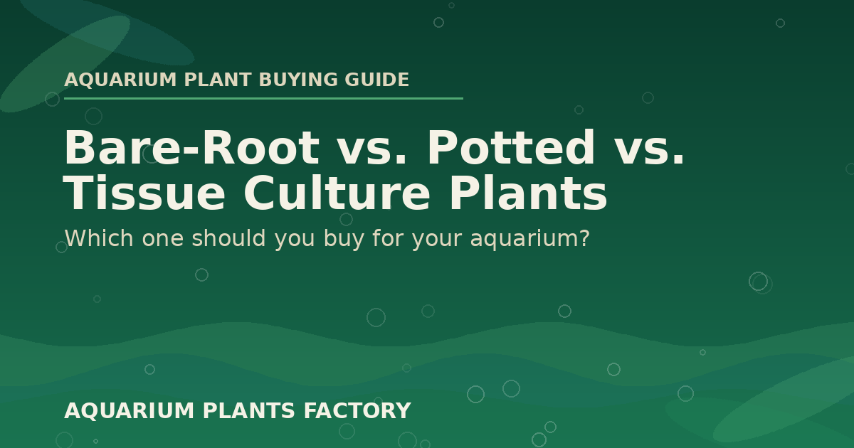 Guide to every aquarium plant format: fresh-cut, bunched, potted, bare-root, Vitro Culture, and on driftwood - Aquarium Plants Factory