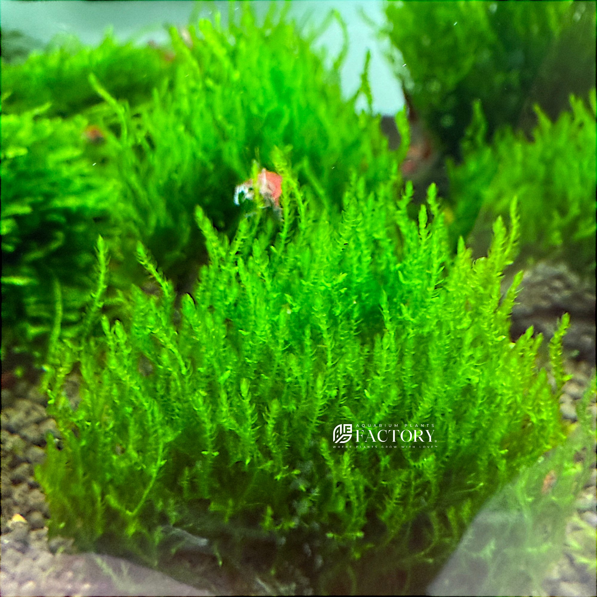Flame Moss growing in twisting vertical columns in a shrimp aquarium