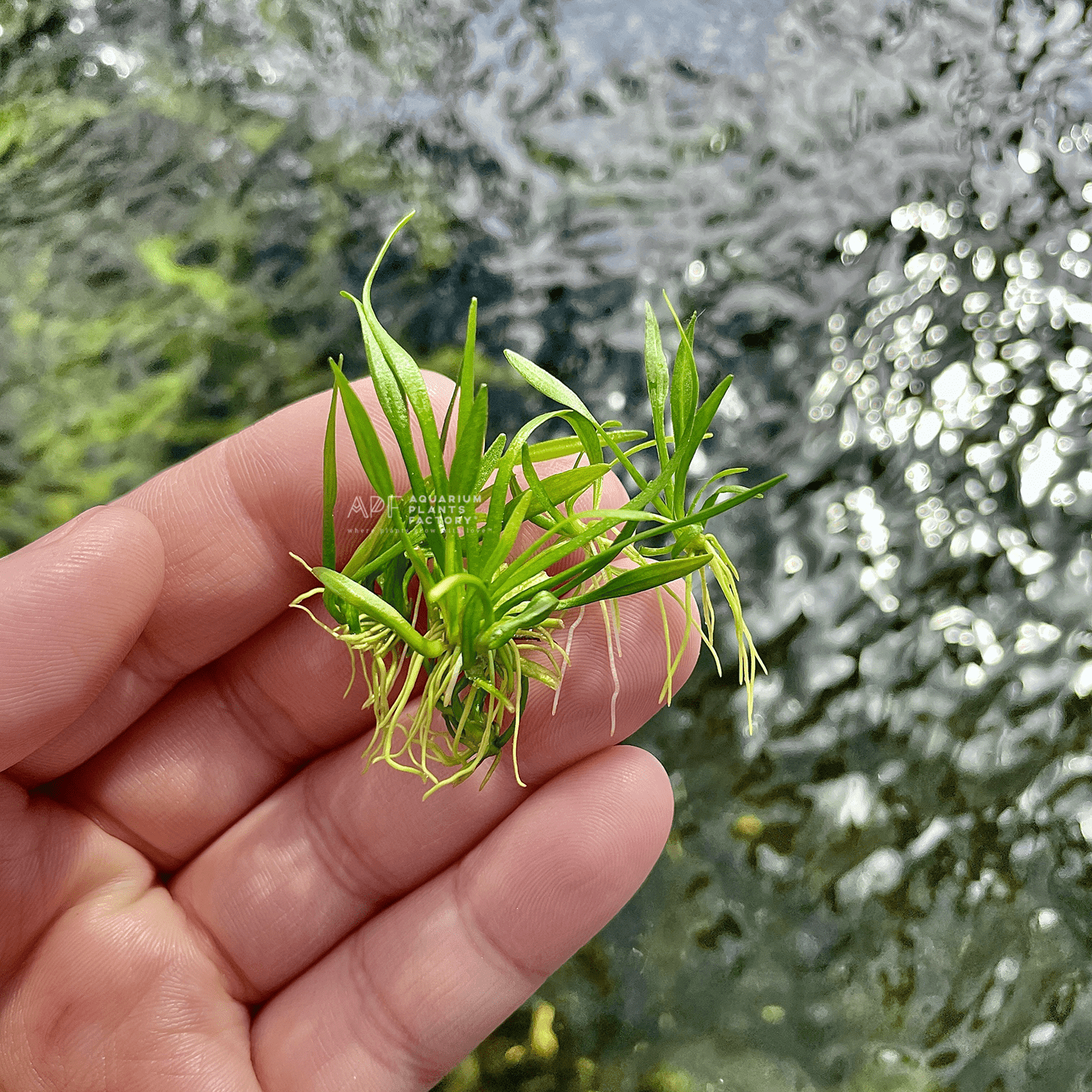 Helanthium tenellum dwarf chain sword forming a low carpet in a planted aquarium