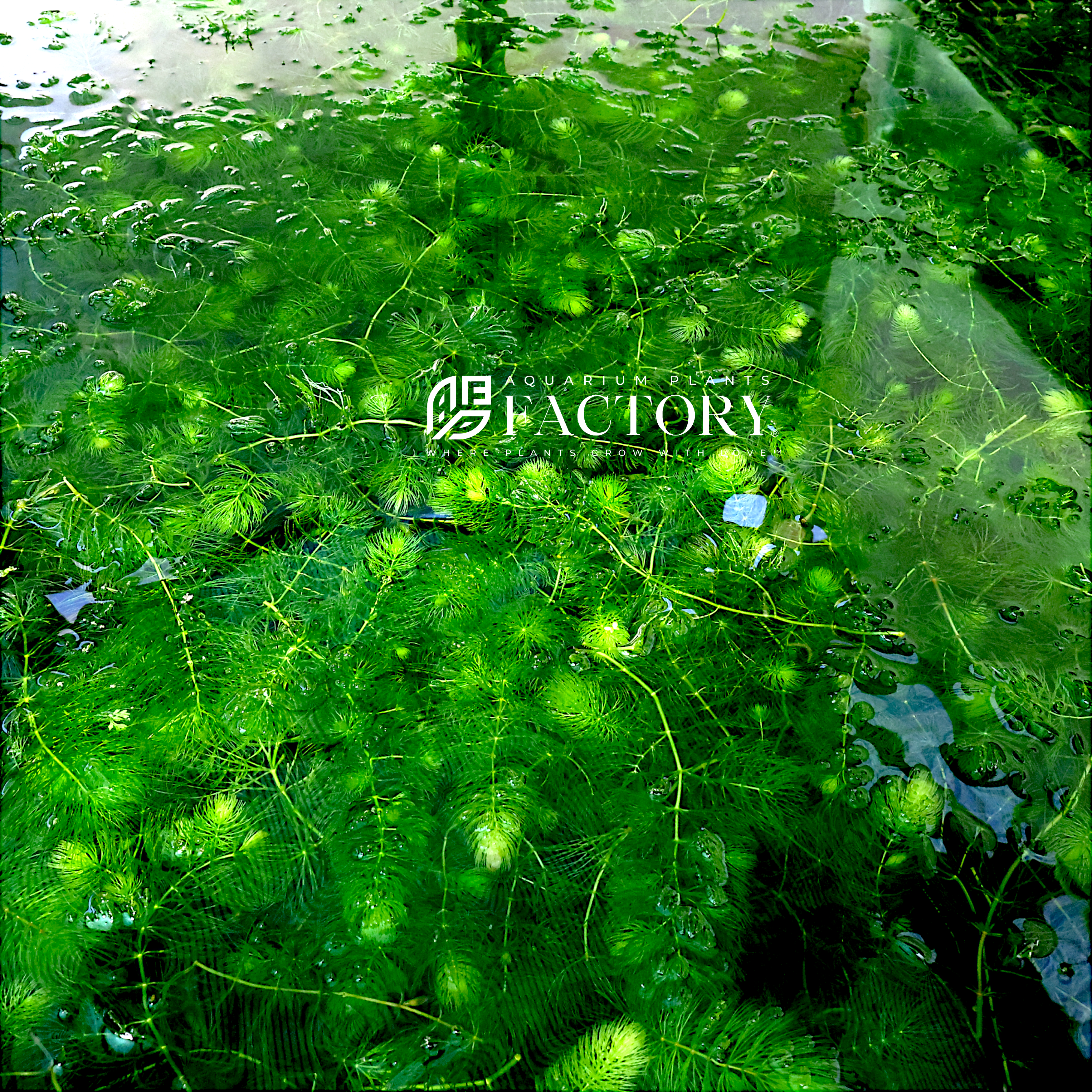 Ceratophyllum (Hornwort): The Perfect Aquatic Plant for Low-Maintenance Aquariums