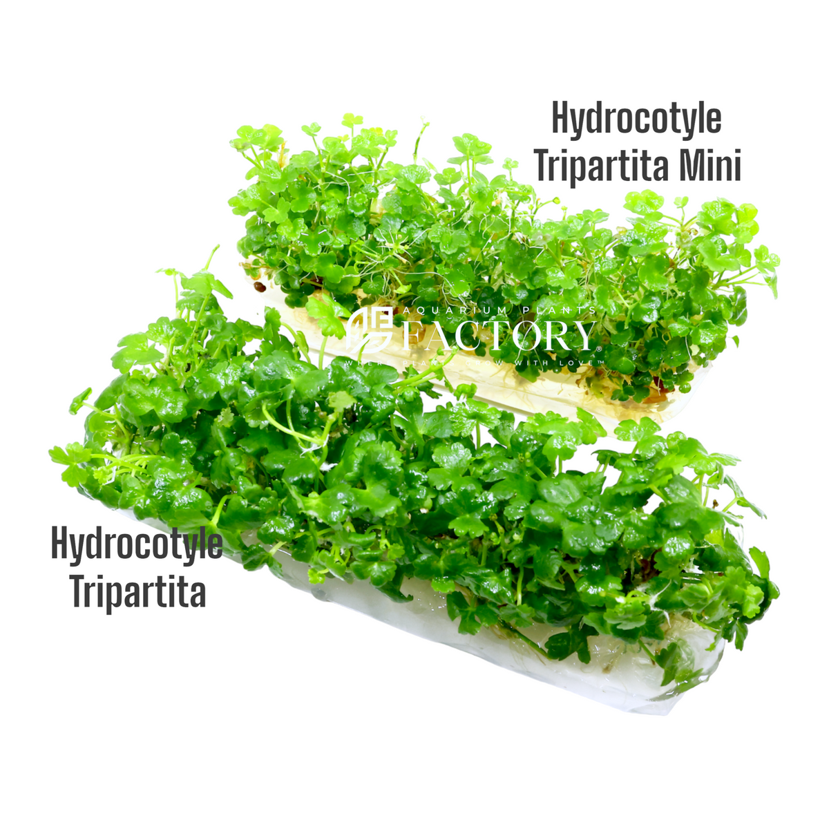 Hydrocotyle tripartita vs Hydrocotyle tripartita 'Mini'