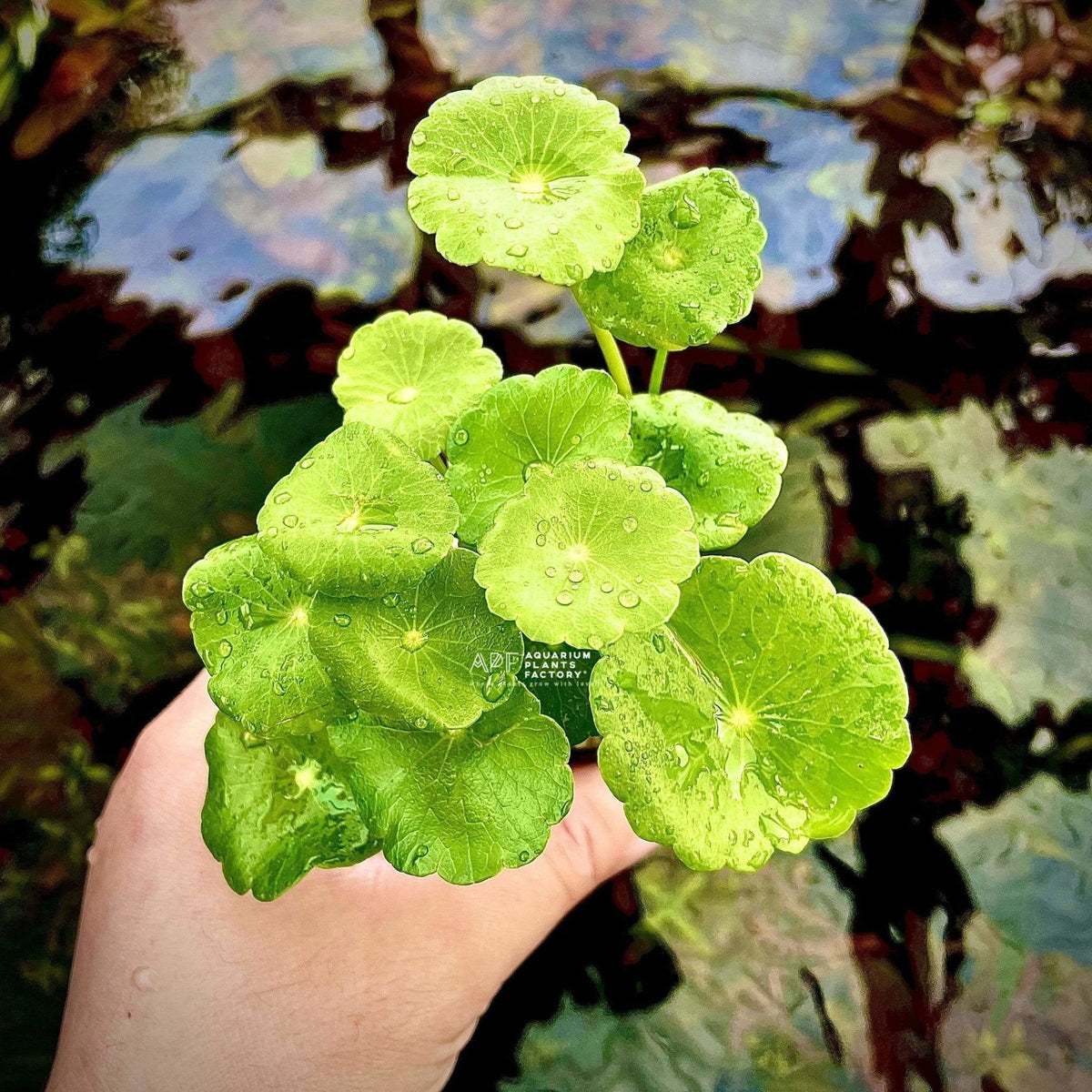 Hydrocotyle verticillata umbrella pennywort with round leaves on upright stalks