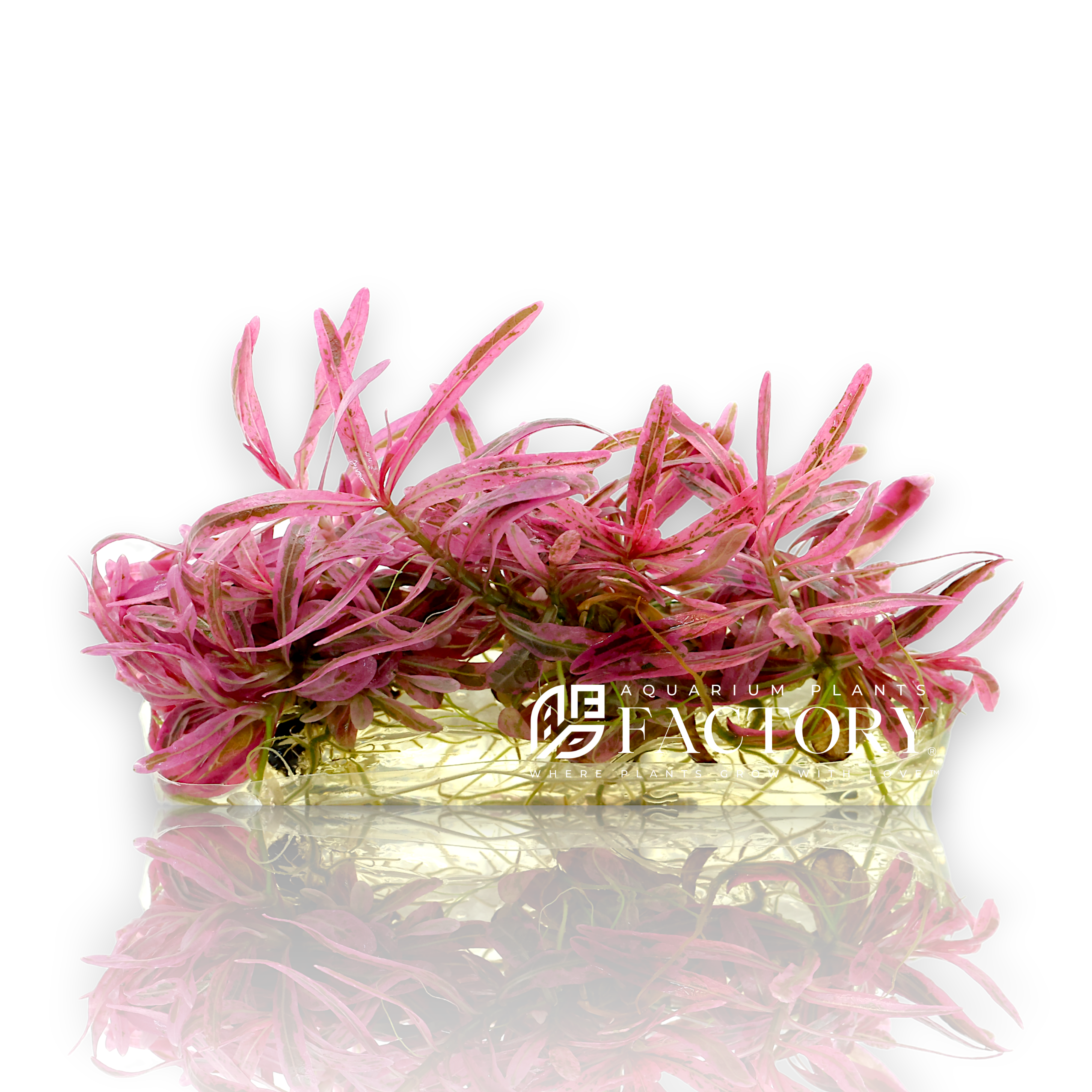Hygrophila lancea Pink Chai with vivid pink and red foliage