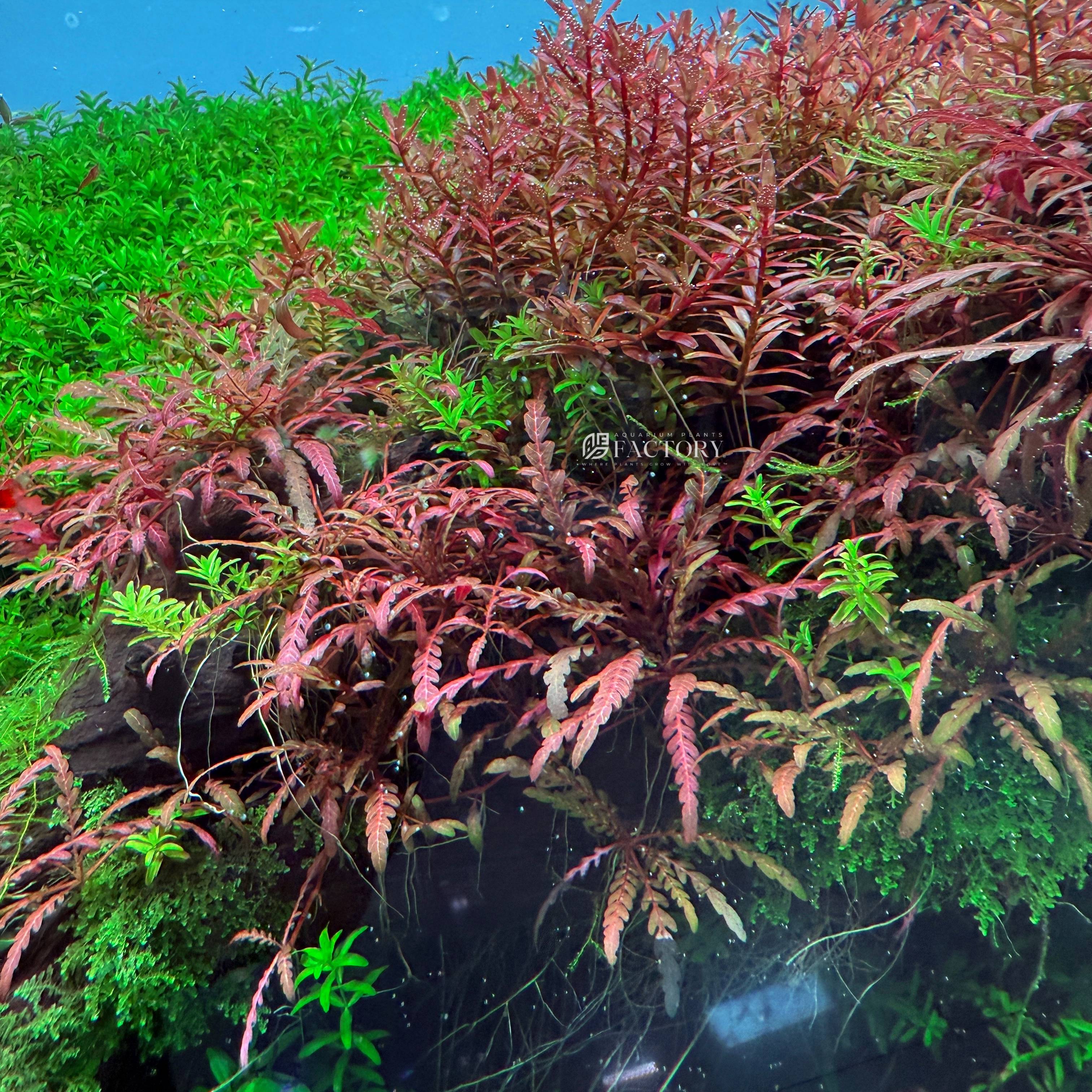 Hygrophila pinnatifida with fern-like, reddish-brown leaves