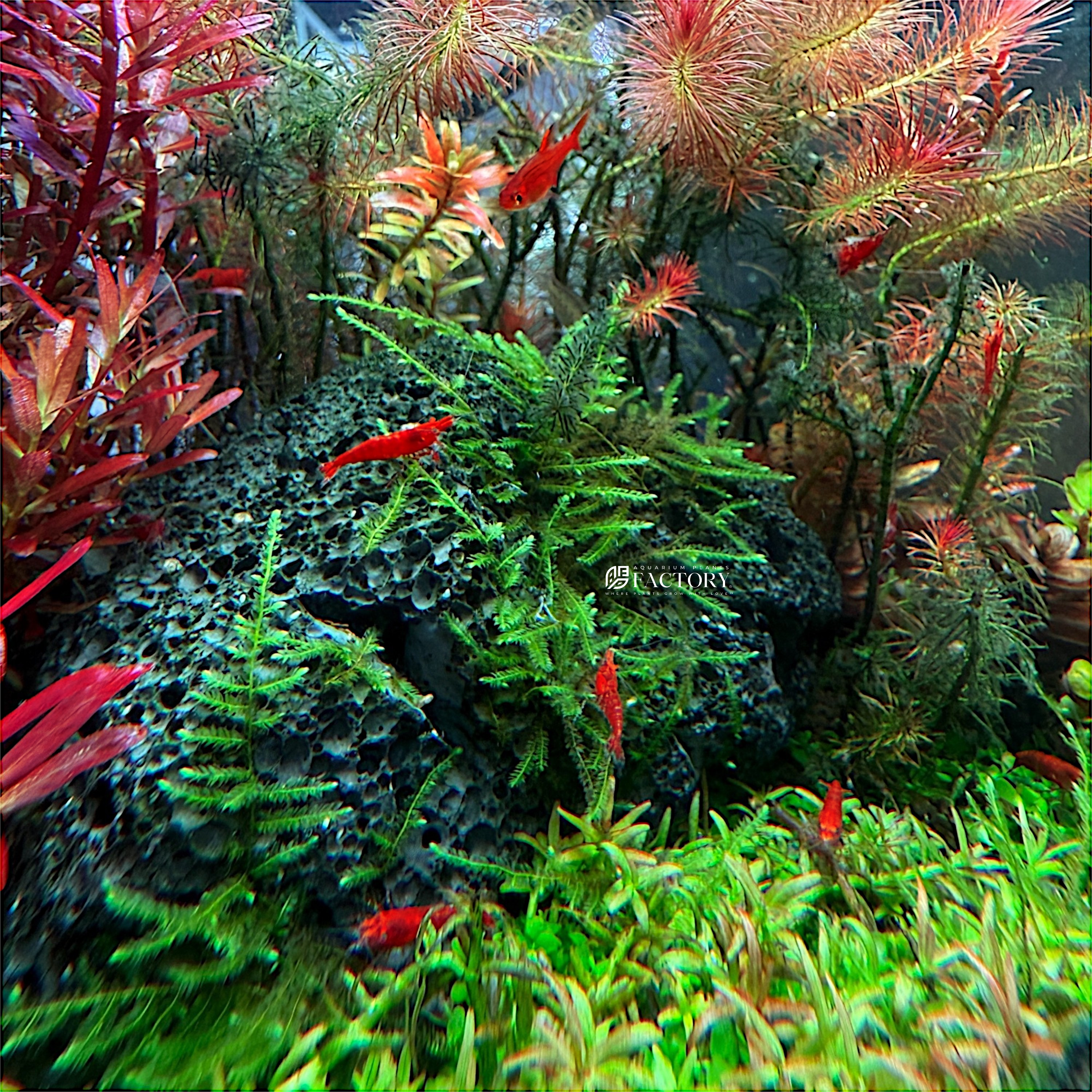 Java moss growing naturally in a planted aquarium