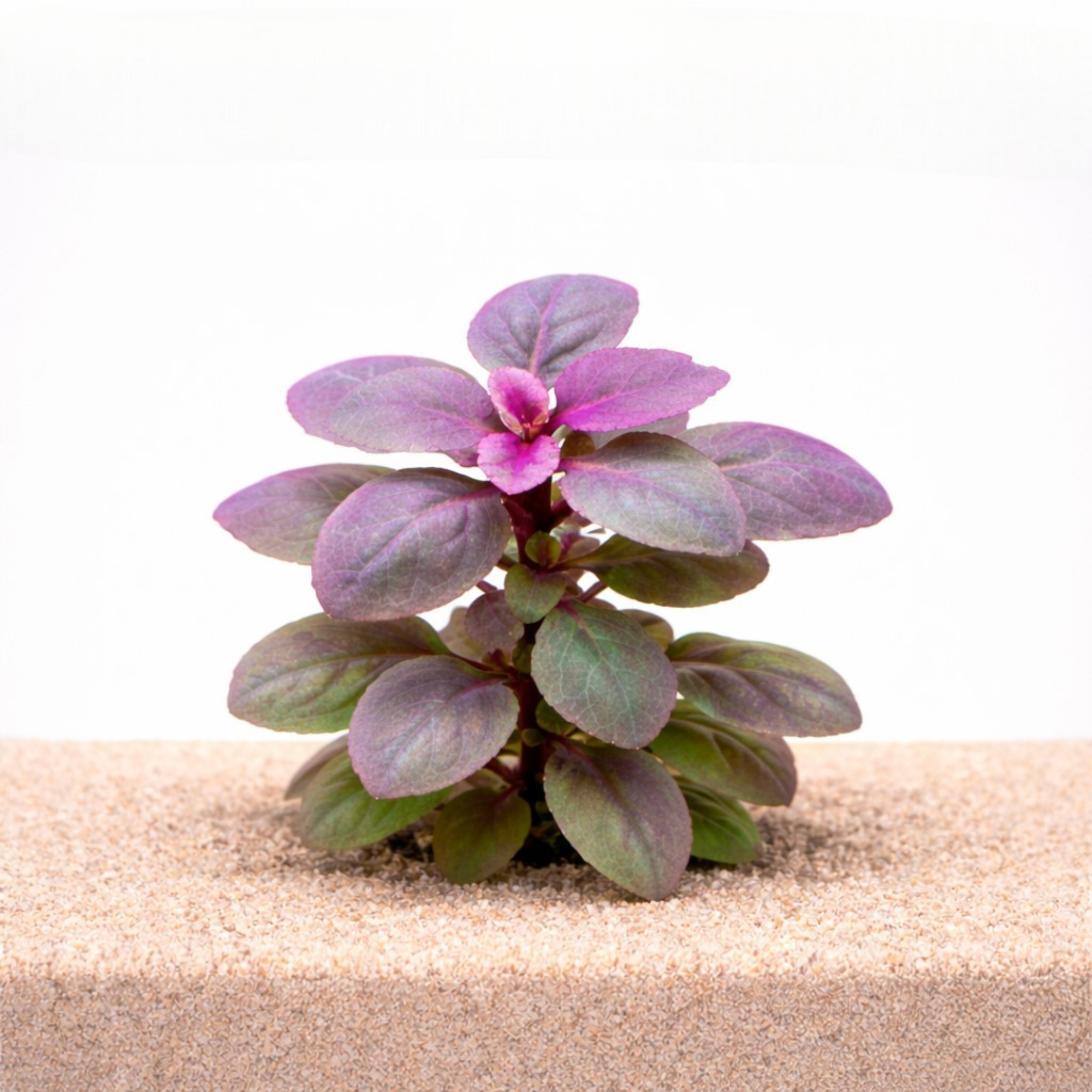 Lobelia cardinalis Mini, compact bright green foreground plant