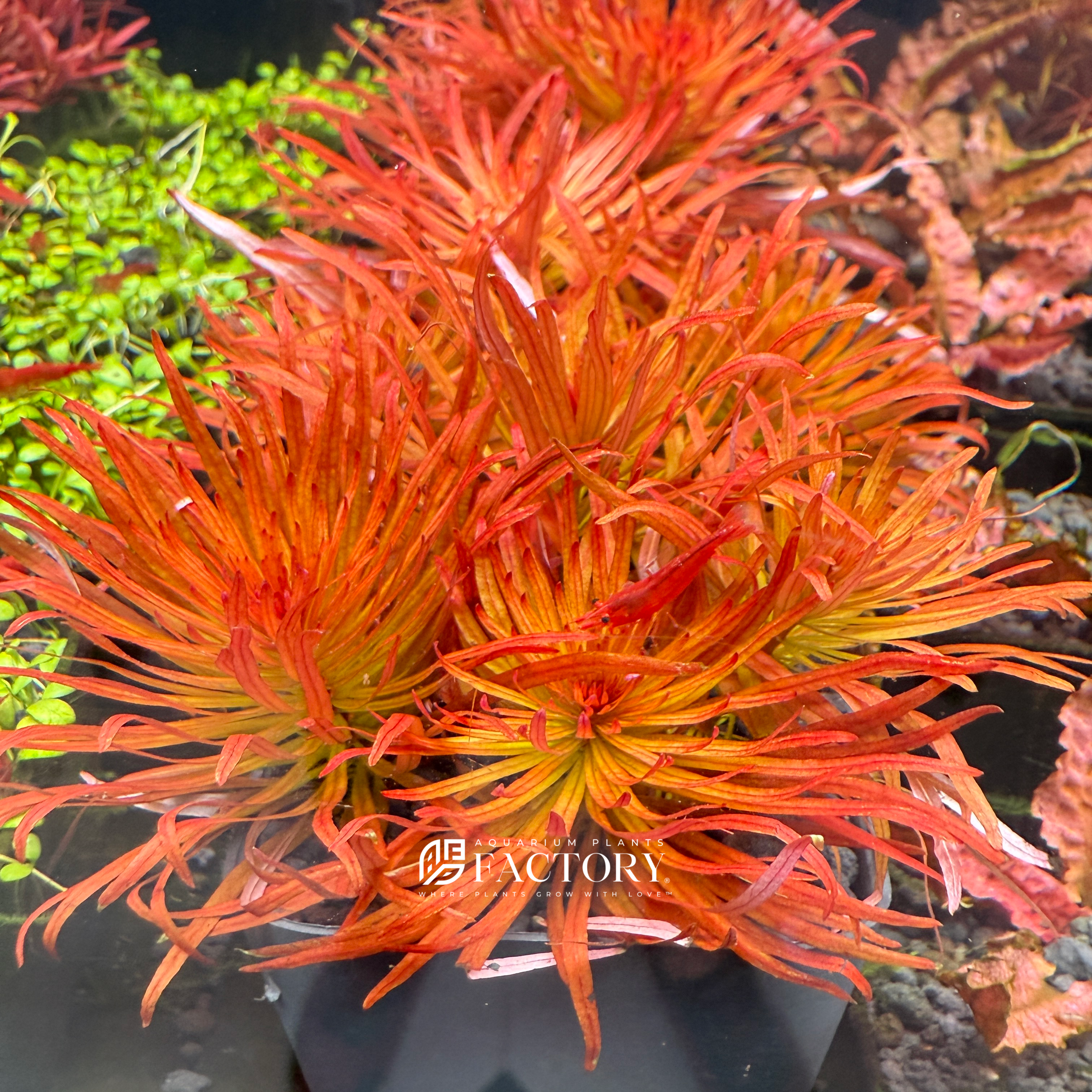 Ludwigia Pantanal with intense red-orange coloration