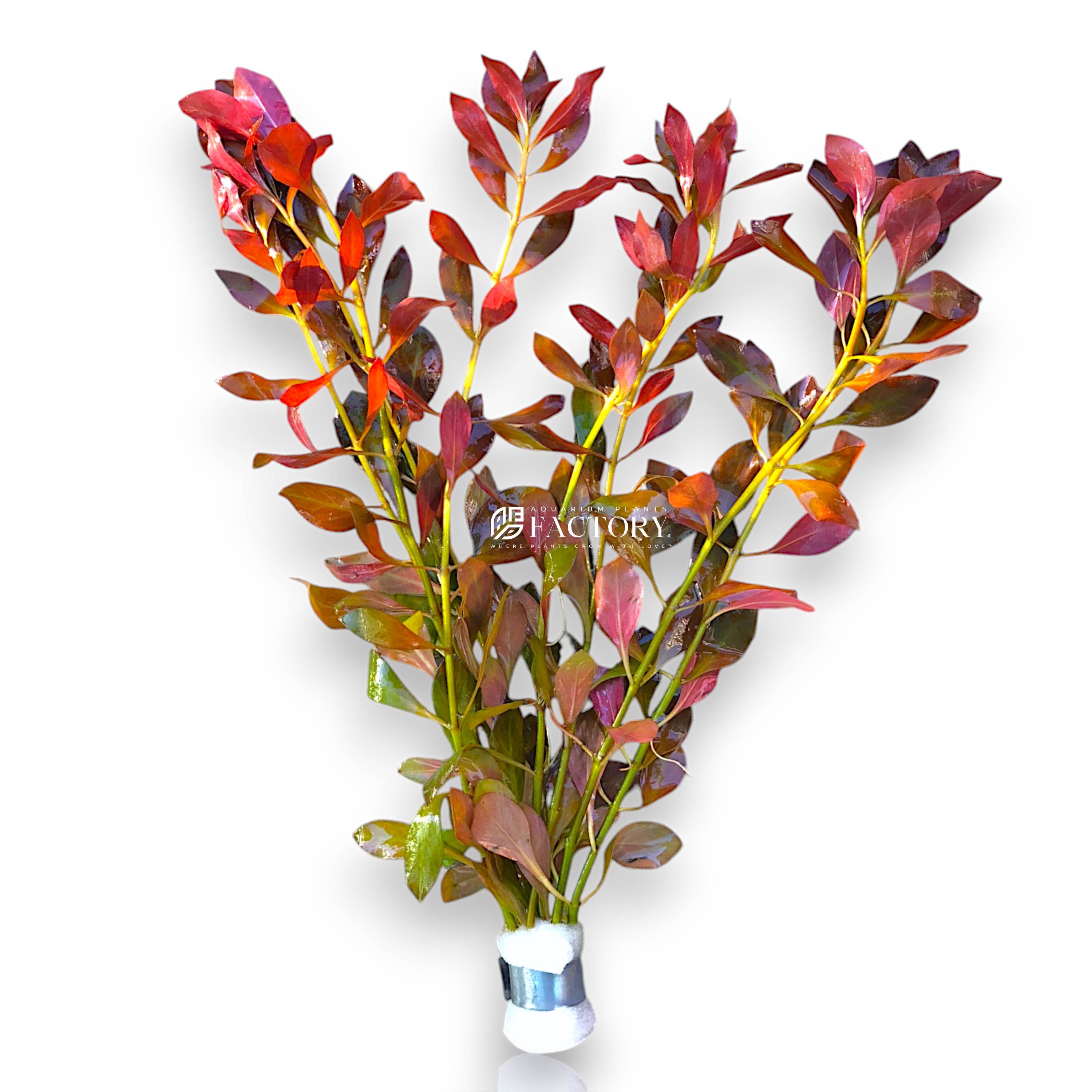 Ludwigia Repens red stem plant in a planted aquarium