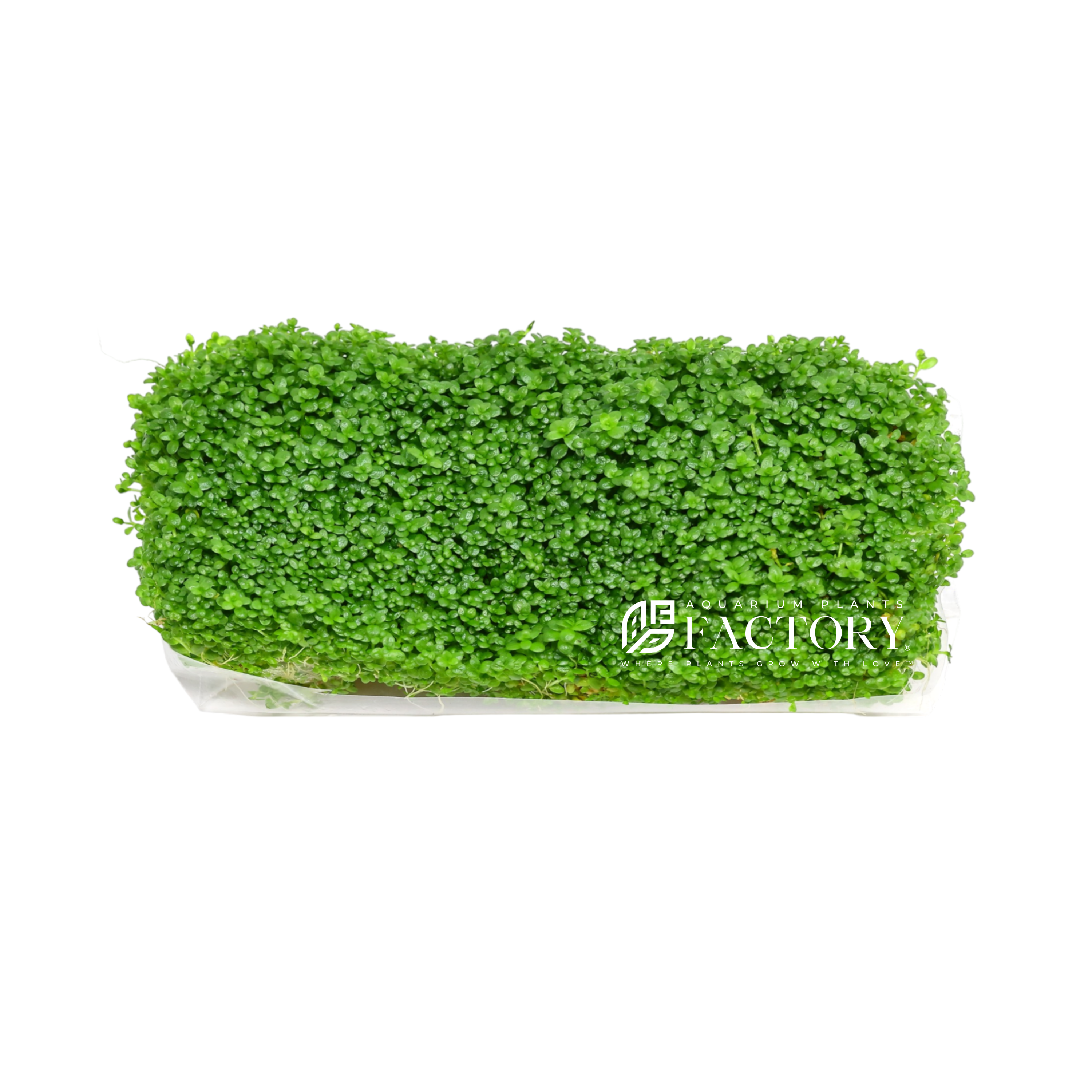 Freshly unpacked tissue culture aquarium plant ready for planting