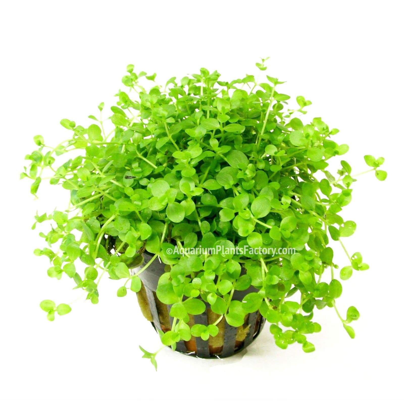Micranthemum tweediei Monte Carlo carpet plant with rounded green leaves