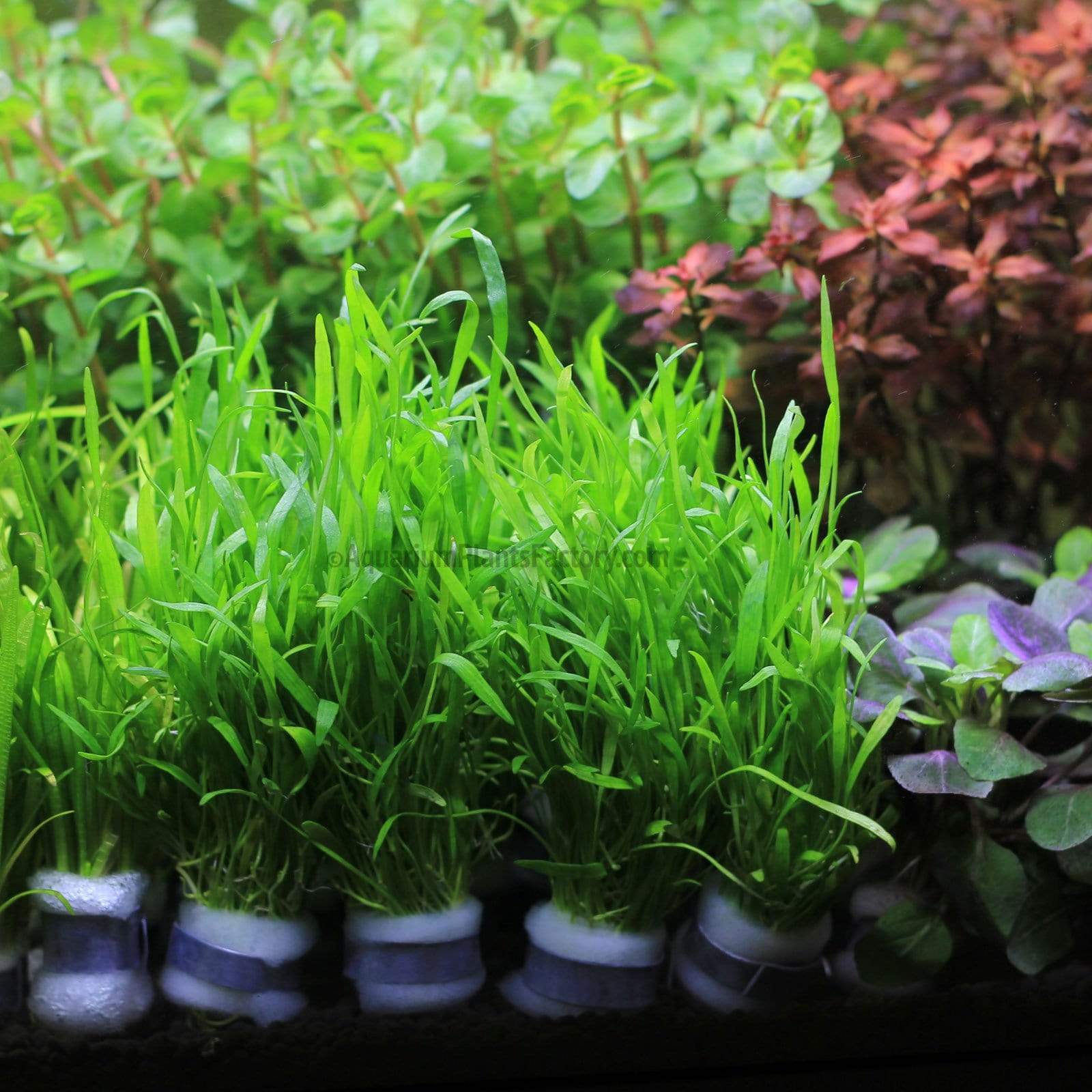 Micro Sword carpet plant forming a dense green mat in an aquarium