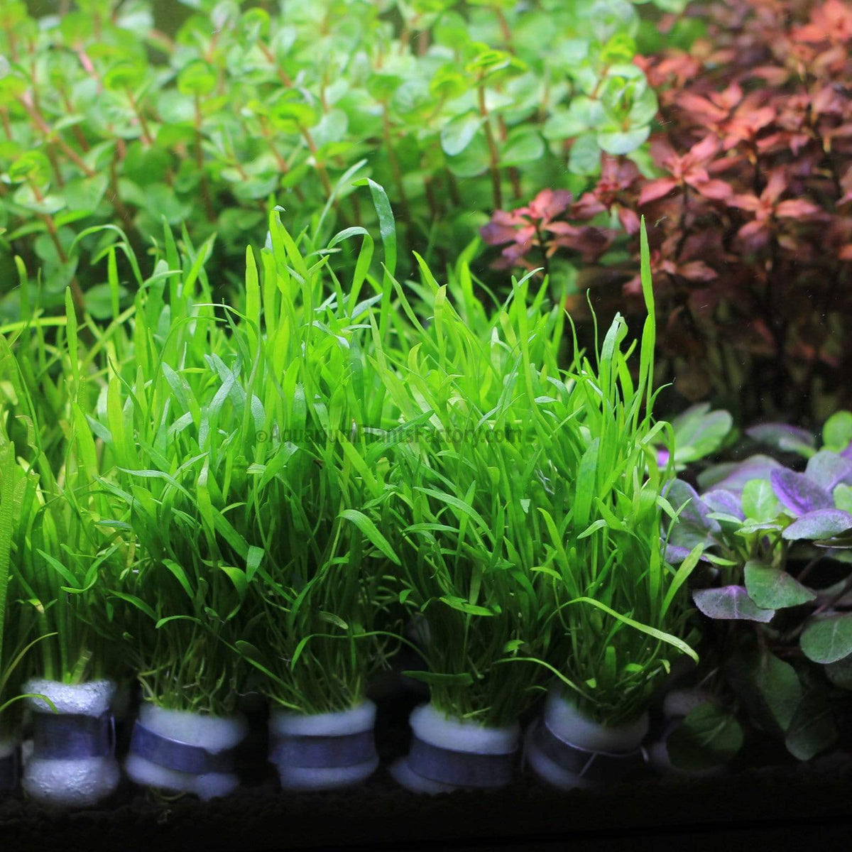 Micro Sword carpet plant forming a dense green mat in an aquarium