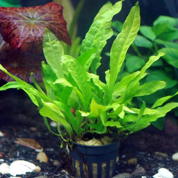 Java Fern thriving under low light