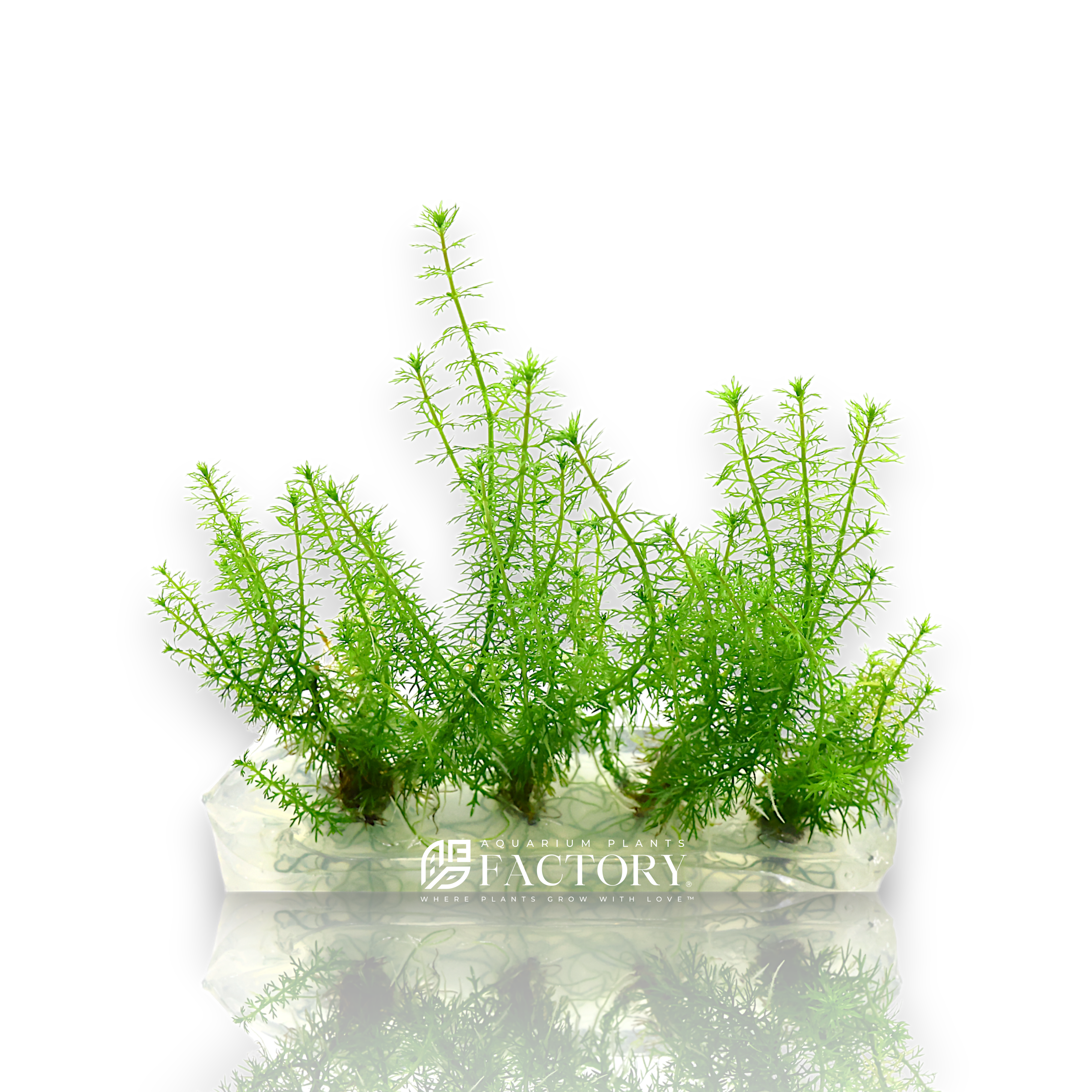 Myriophyllum Guyana feathery stem plant