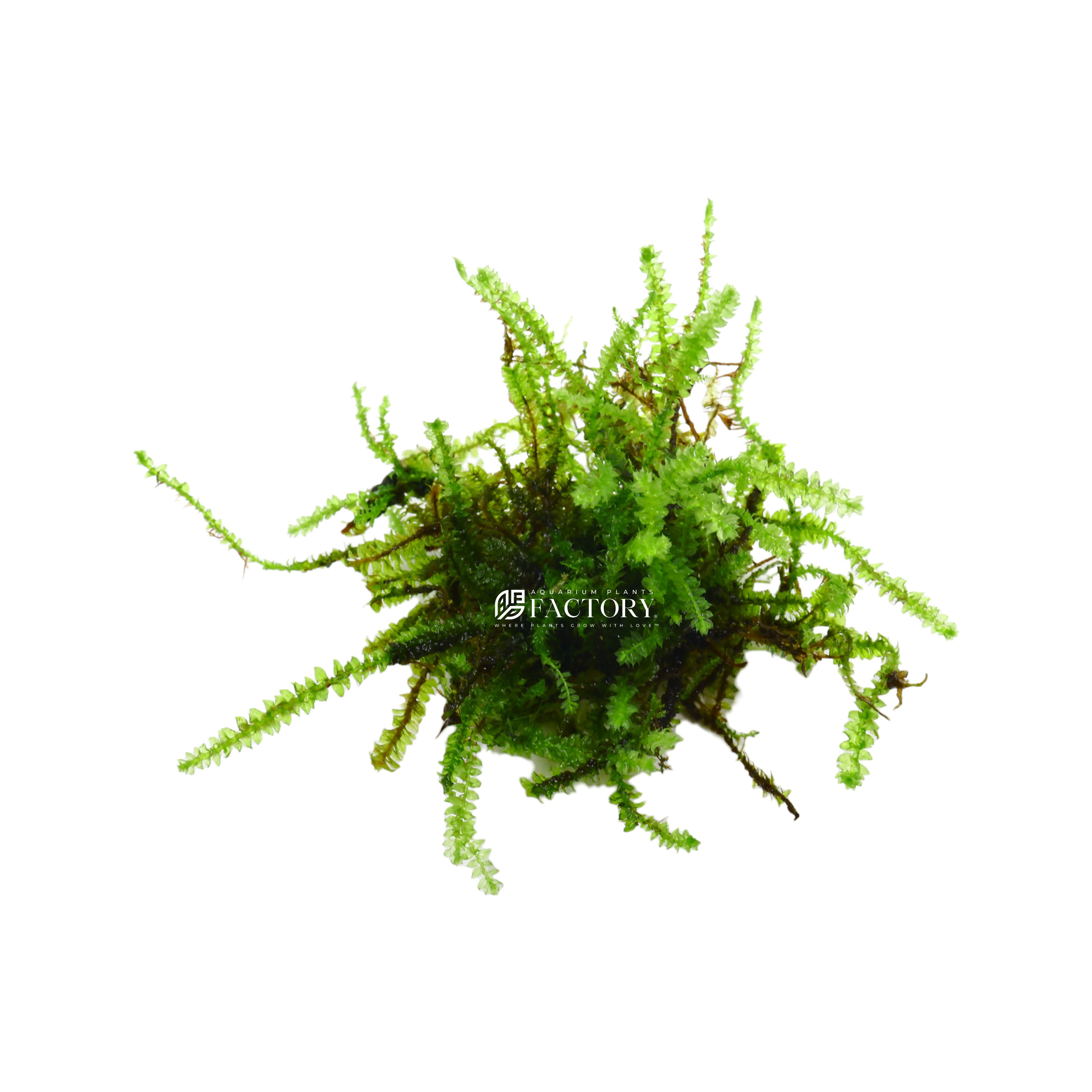 Cameroon Moss attached to driftwood