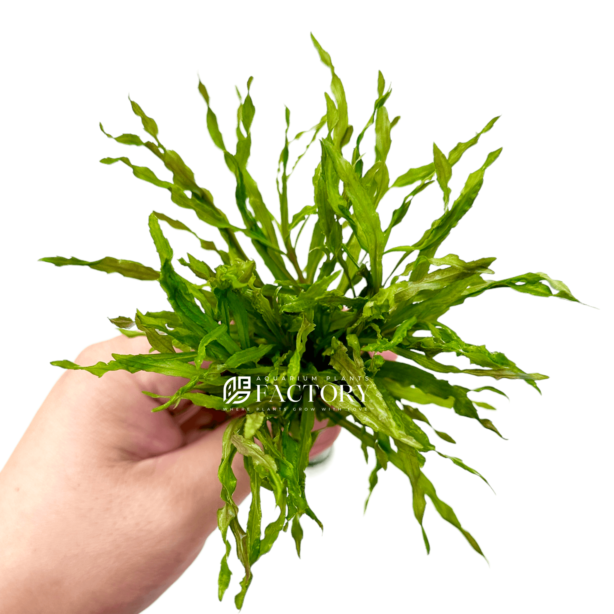 Pogostemon Stellatus Dassen stem plant with fine star-shaped leaves
