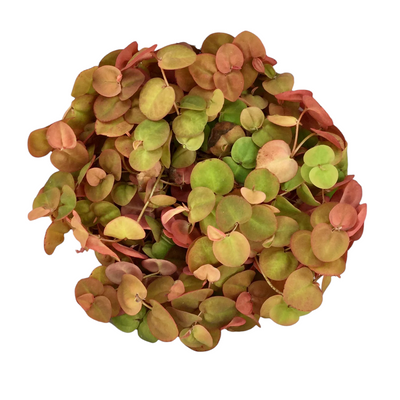 Enhancing the Hue: Expert Tips for Achieving Richer Red in Red Root Floaters (Phyllanthus Fluitans)