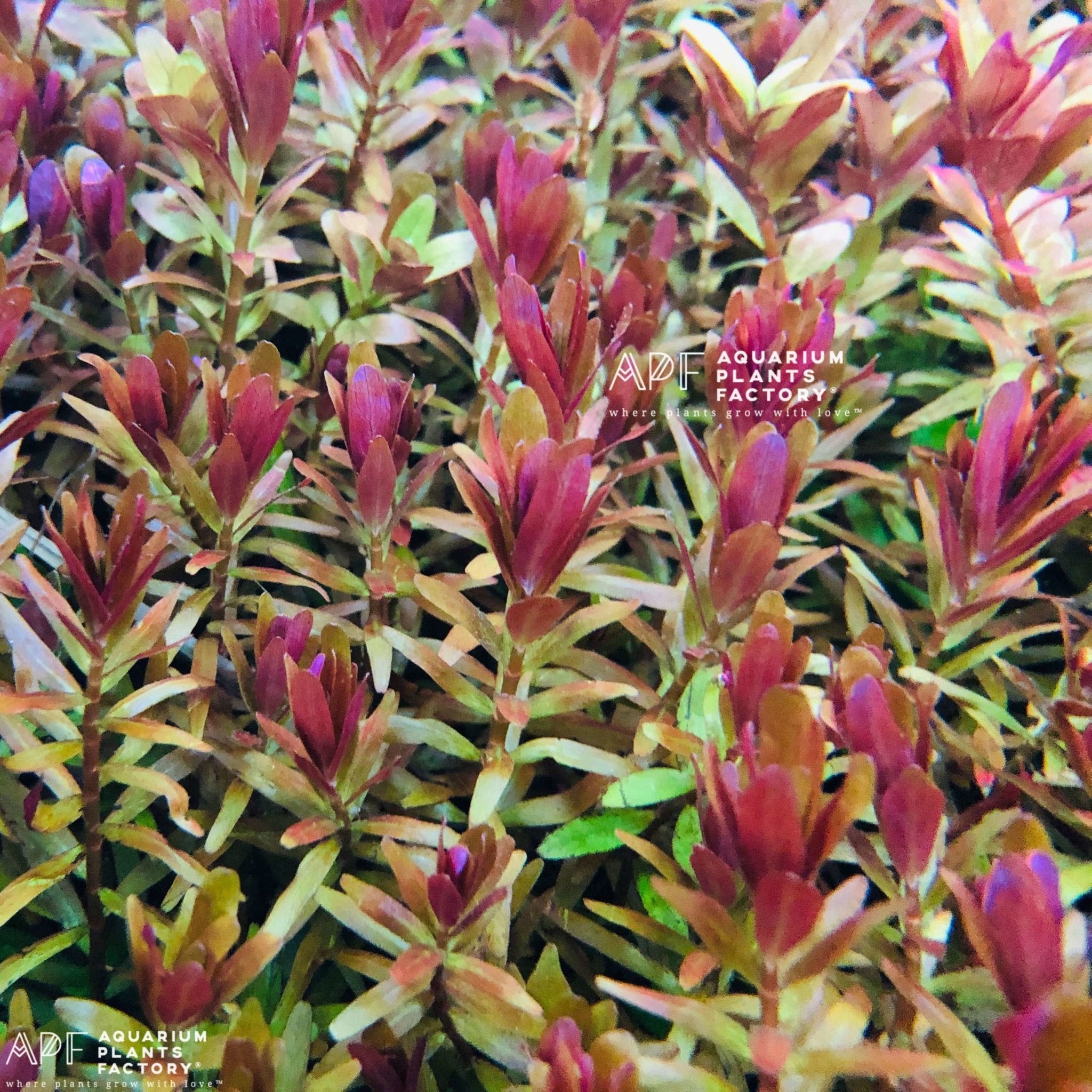 Rotala H'ra stem plant with pink-orange coloration