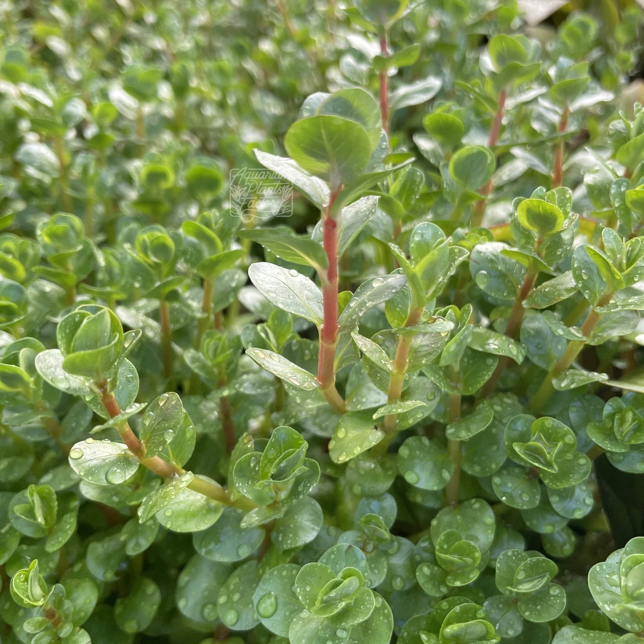 Rotala Rotundifolia red stem plant in a planted aquarium