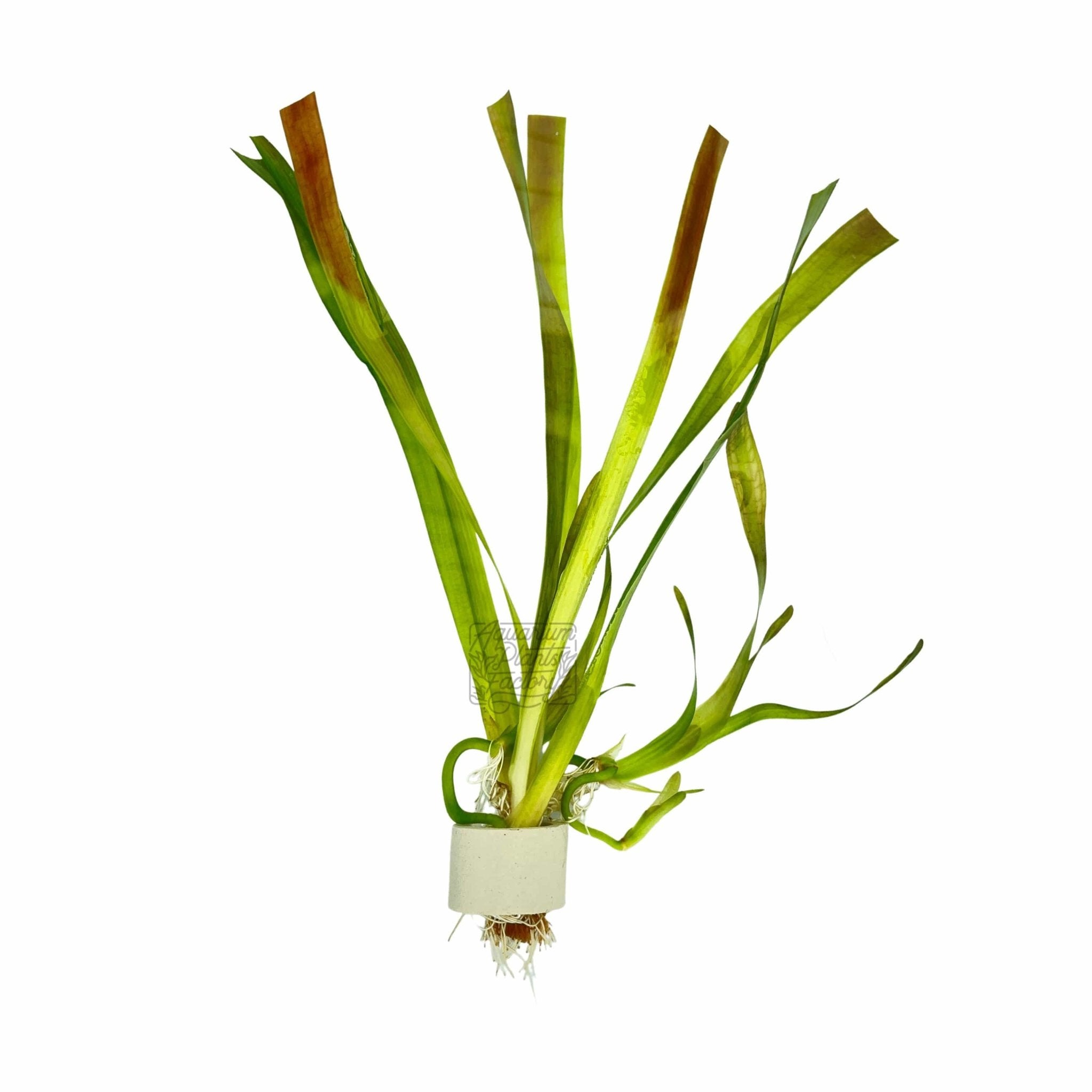 Vallisneria Gigantea background aquarium plant