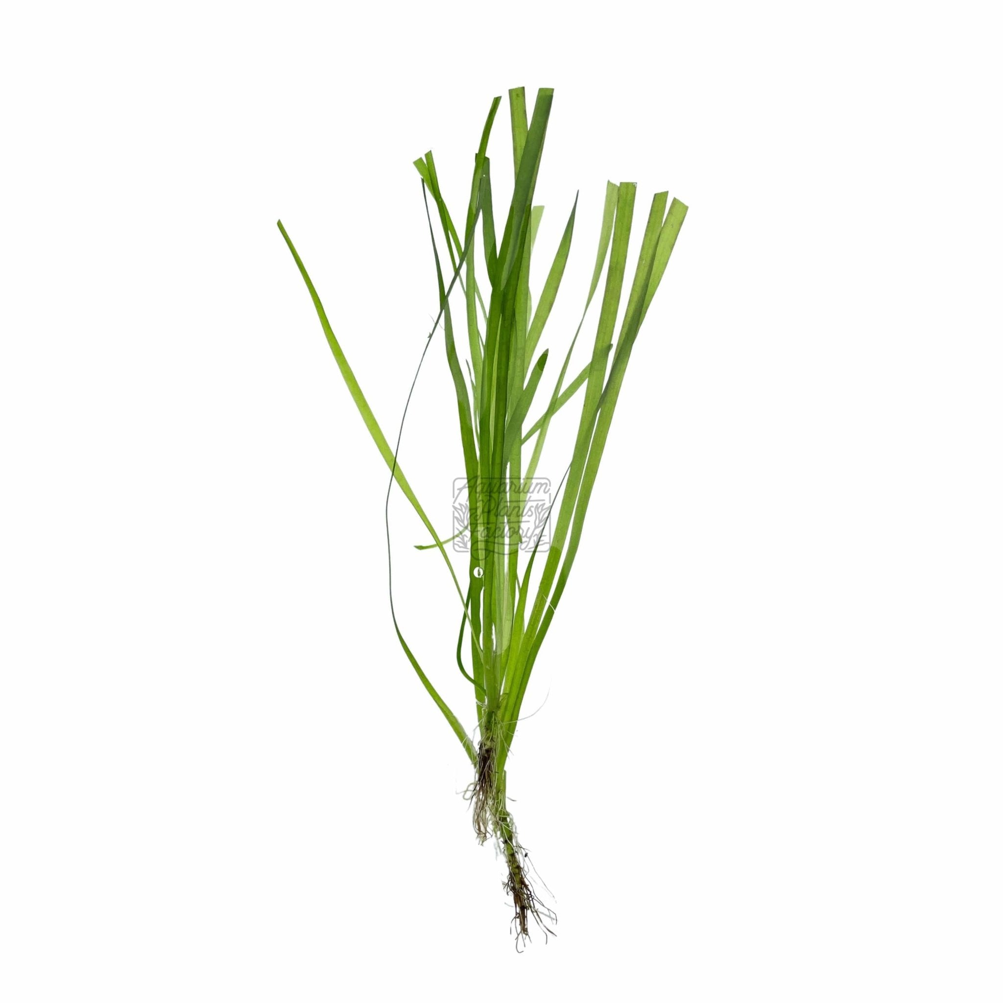 Vallisneria spiralis, tall grass-like background plant