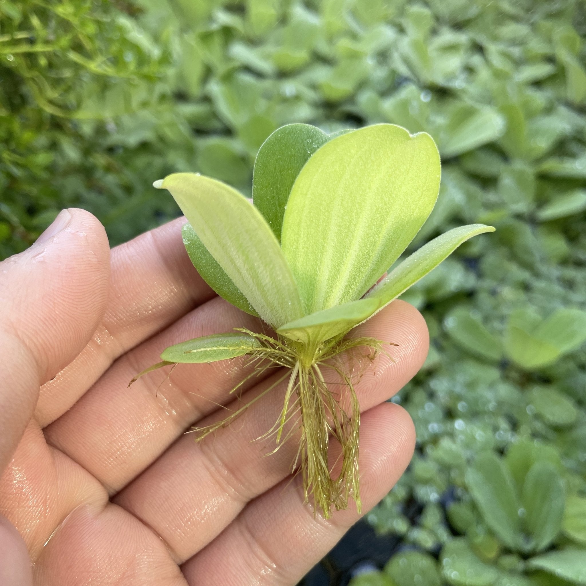 Water Lettuce floating on the surface of a planted aquarium