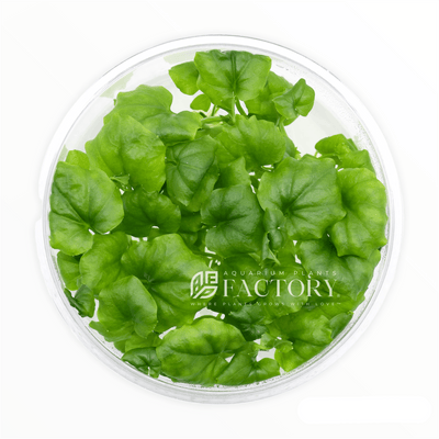What is Tissue Culture Plants and Why It Is Important